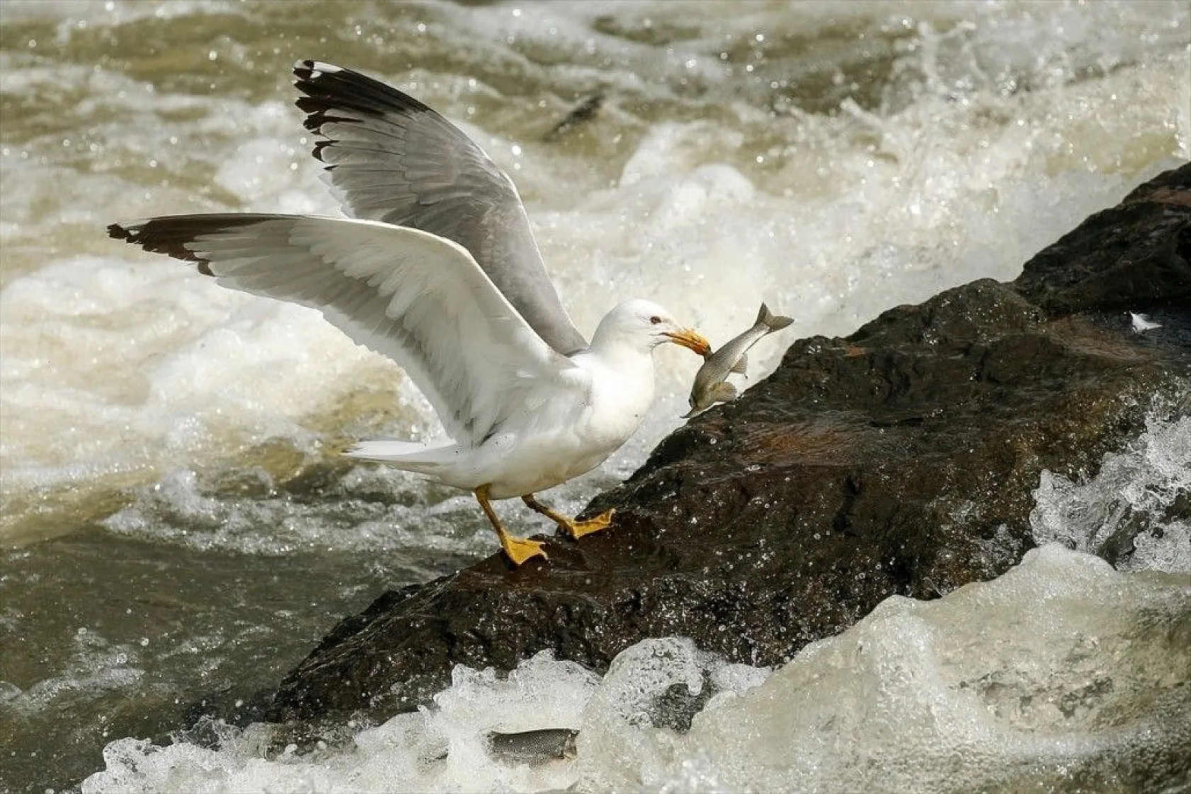 İnci kefalinin zorlu yolculuğu sürüyor
