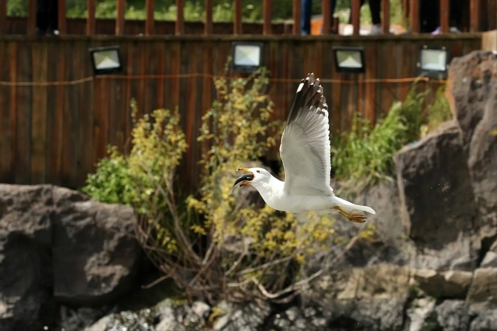 İnci kefalinin zorlu yolculuğu sürüyor