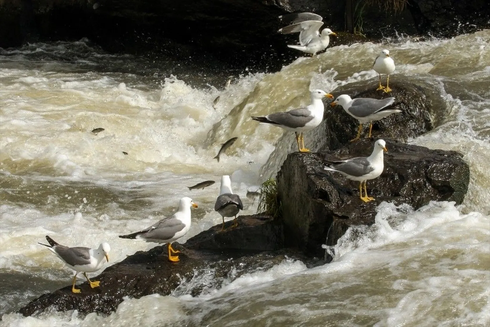İnci kefalinin zorlu yolculuğu sürüyor