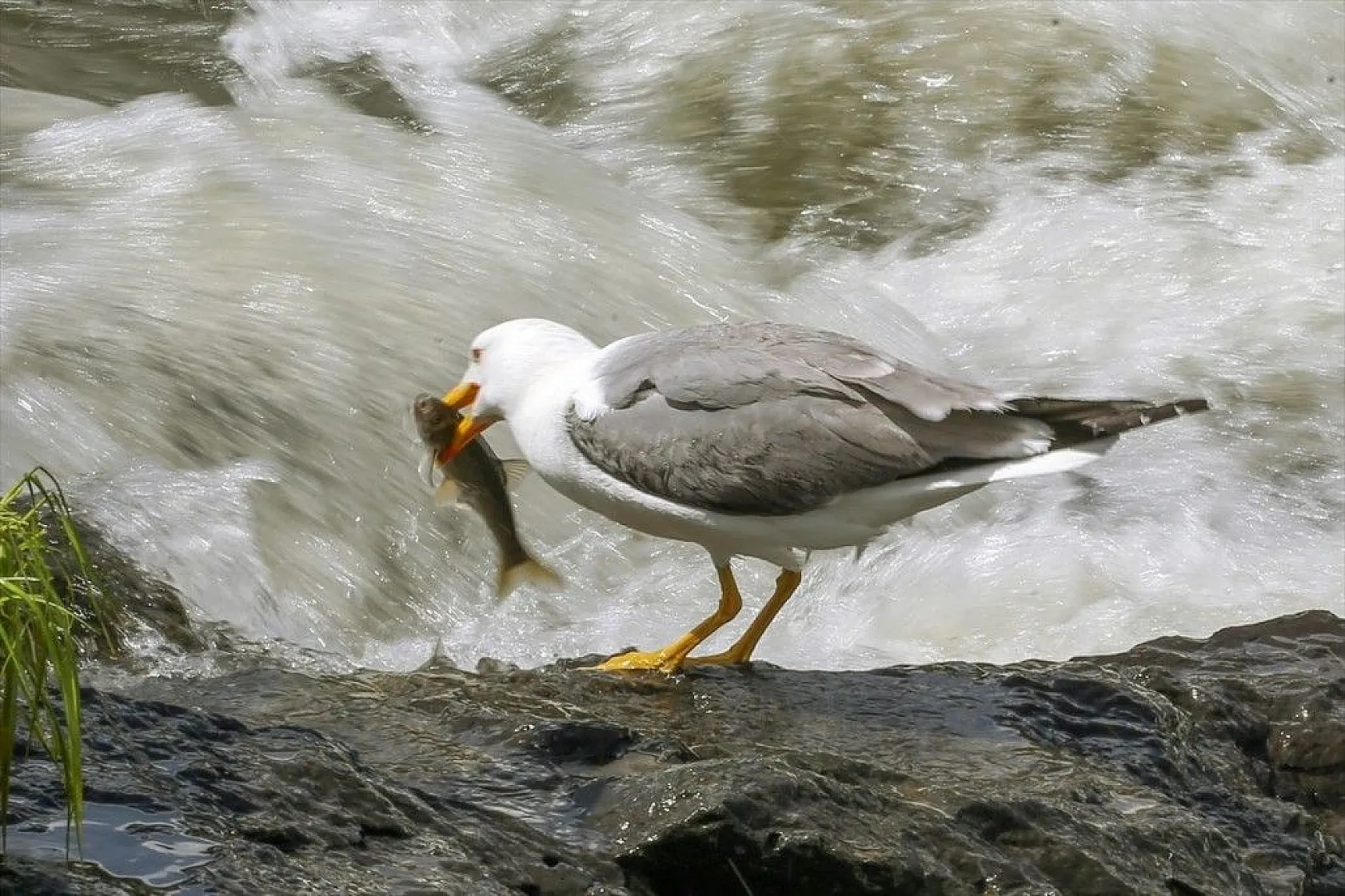 İnci kefalinin zorlu yolculuğu sürüyor