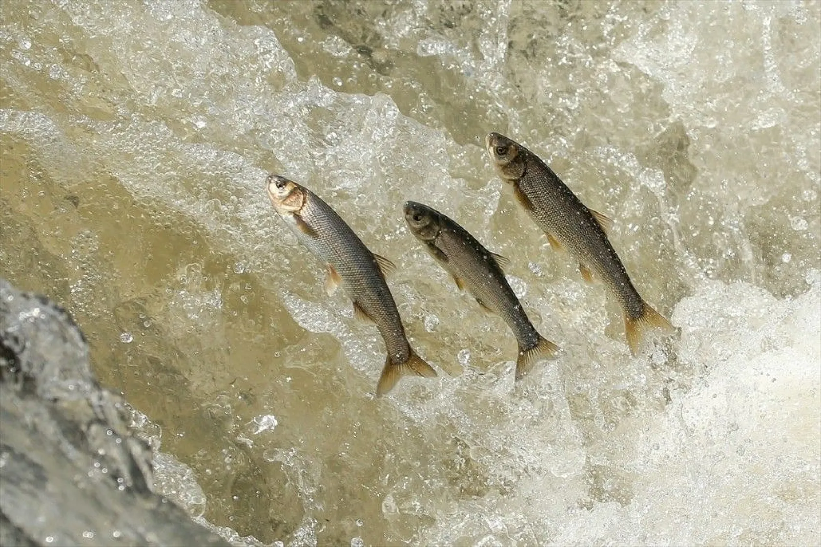 İnci kefalinin zorlu yolculuğu sürüyor