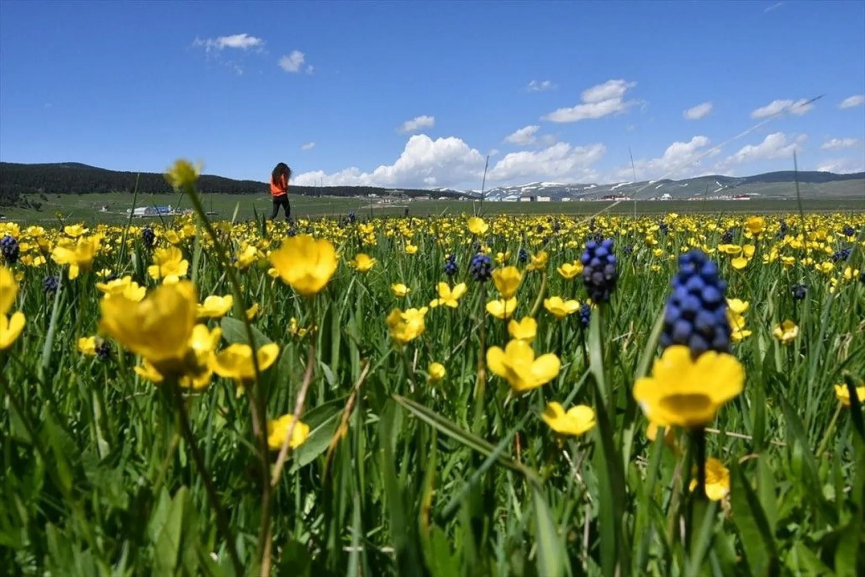 Doğadaki renk cümbüşü büyülüyor