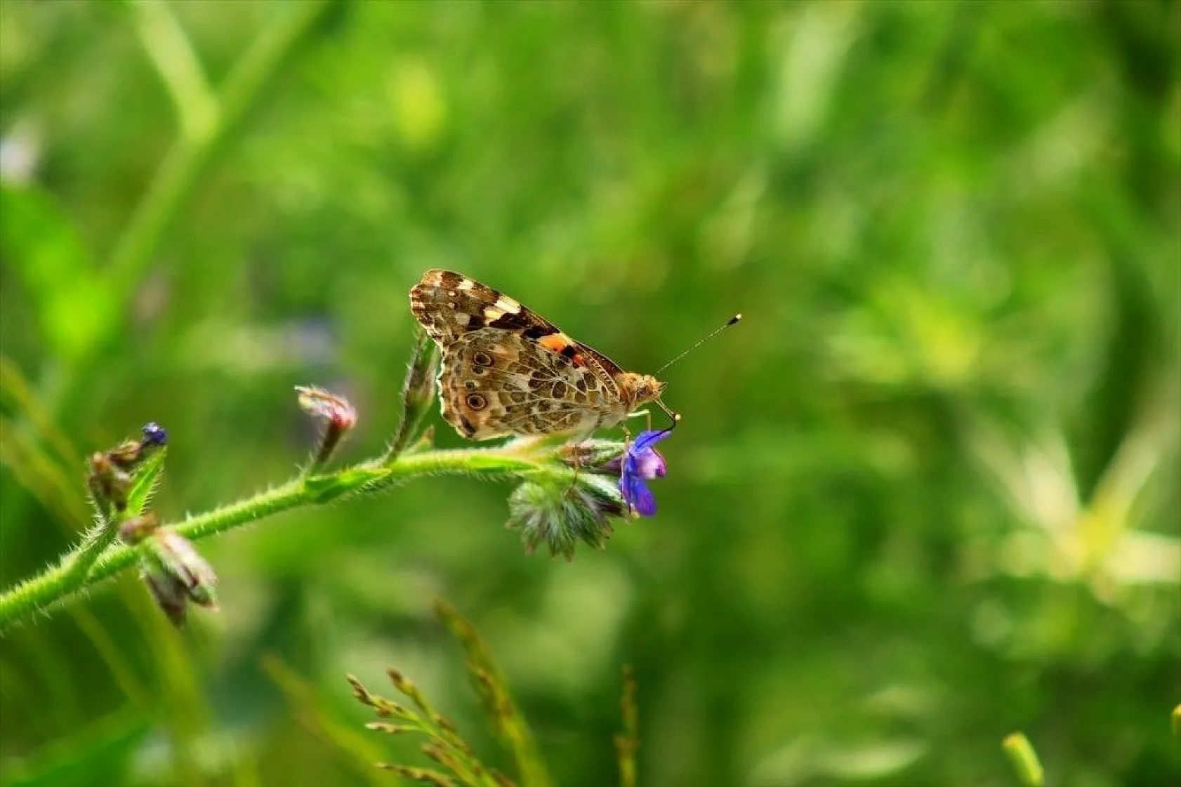 Bingöl'de kelebek göçü