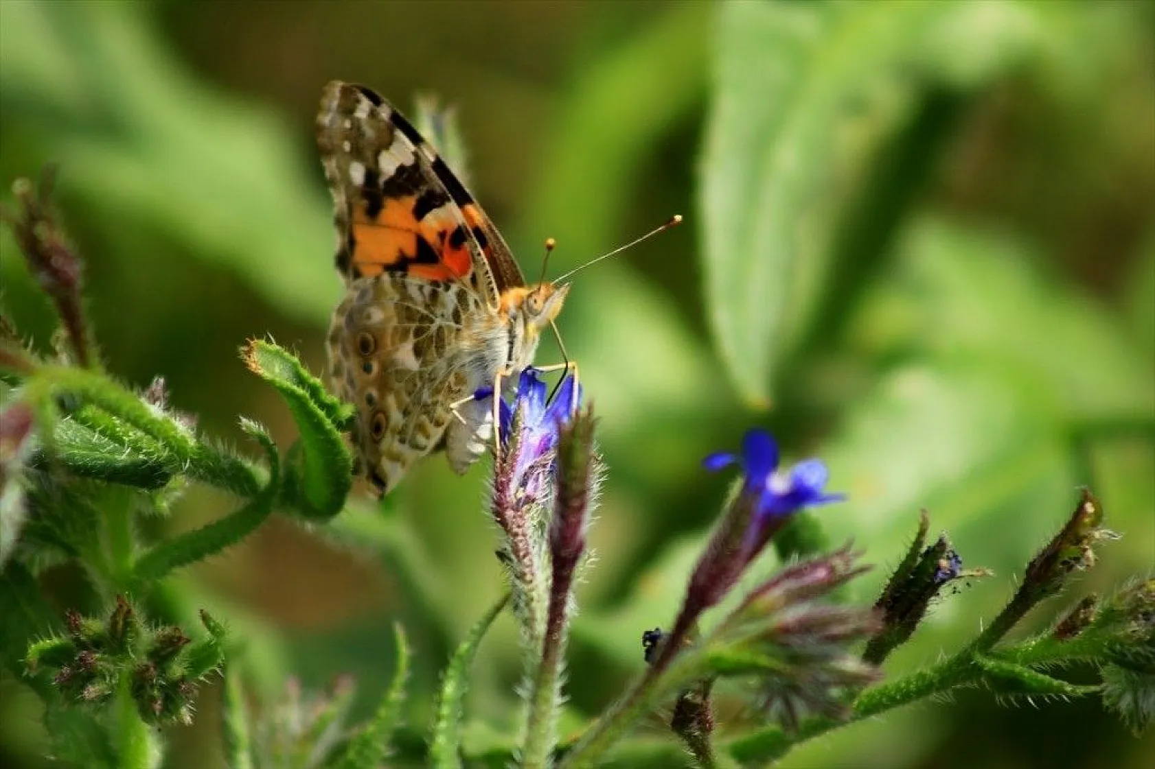 Bingöl'de kelebek göçü