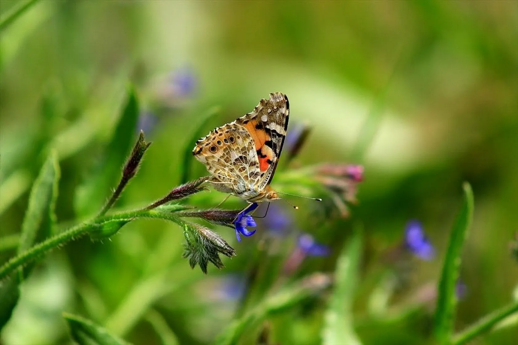 Bingöl'de kelebek göçü