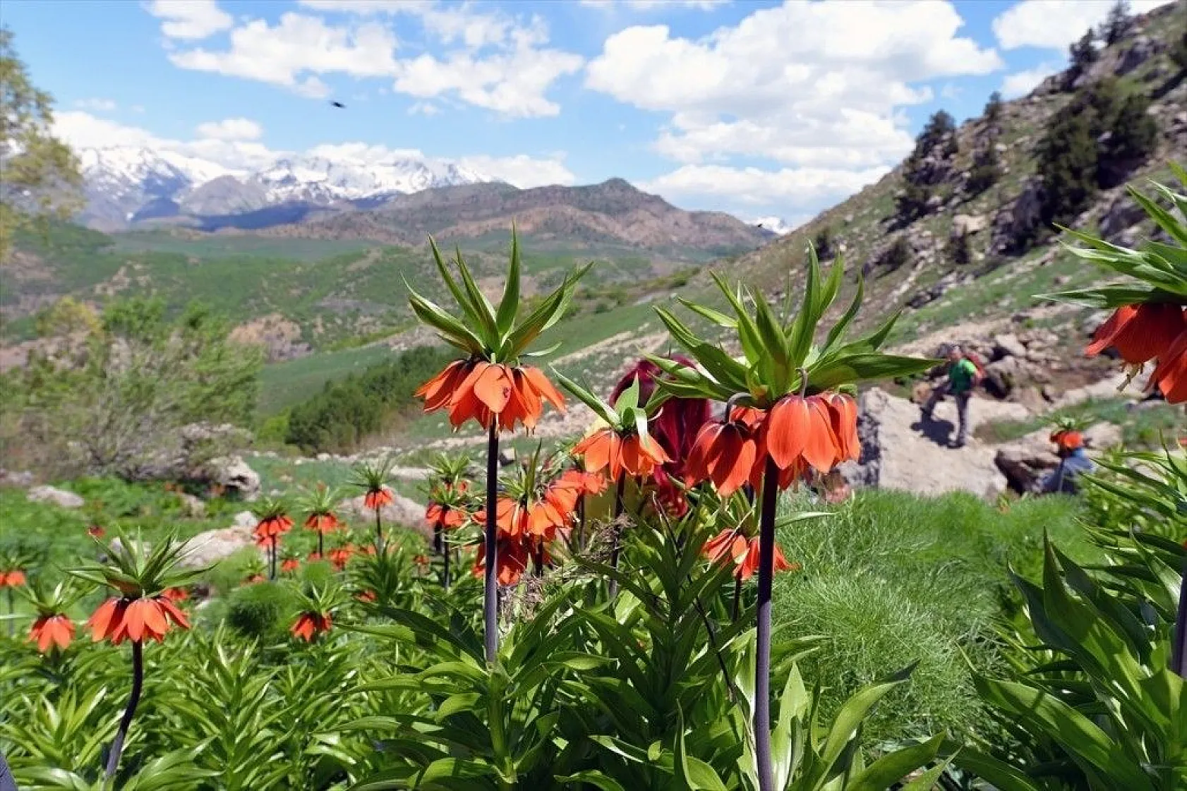 Ters laleler görenleri büyülüyor