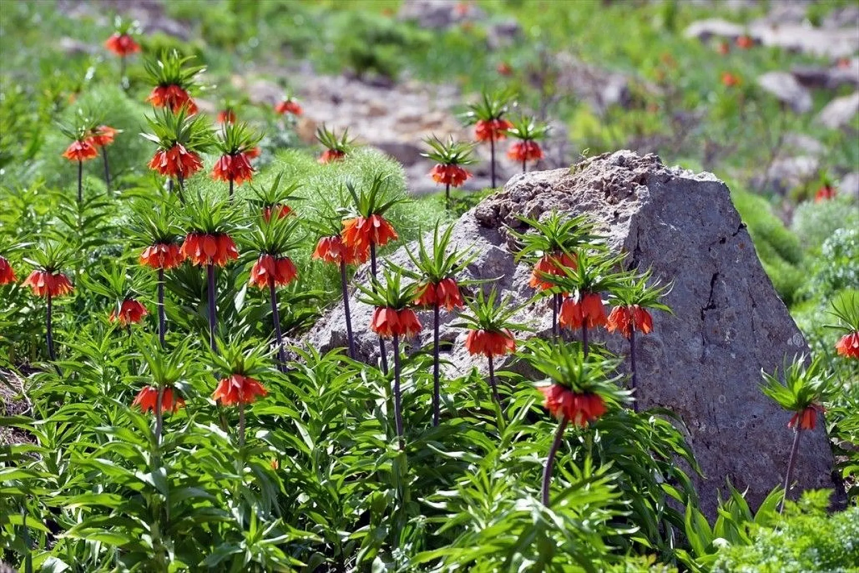 Ters laleler görenleri büyülüyor