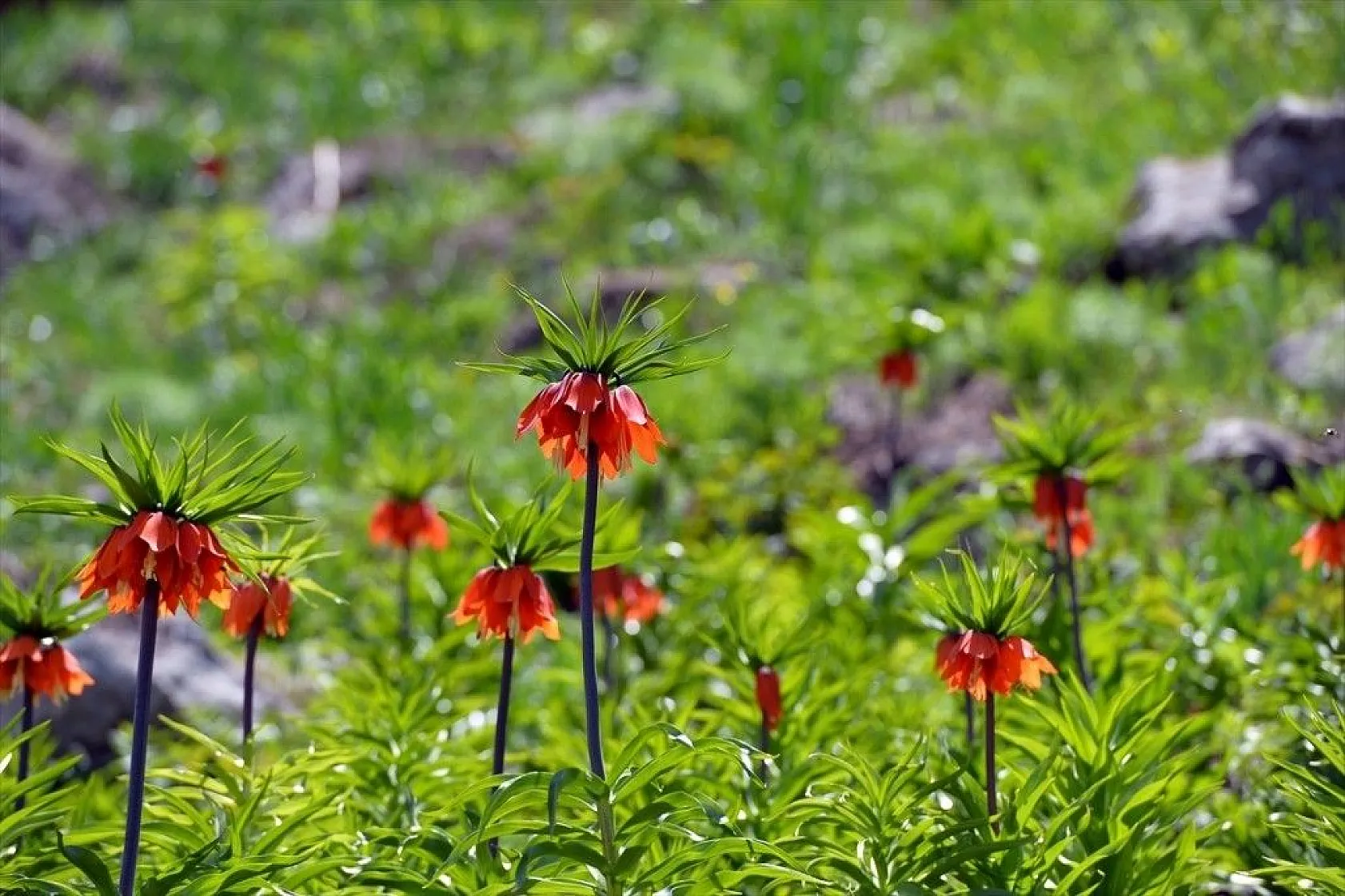 Ters laleler görenleri büyülüyor