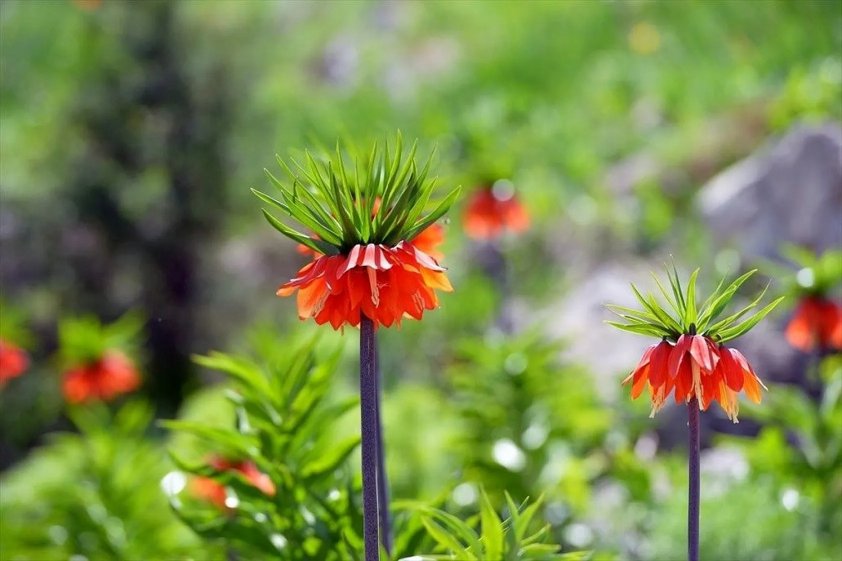 Ters laleler görenleri büyülüyor