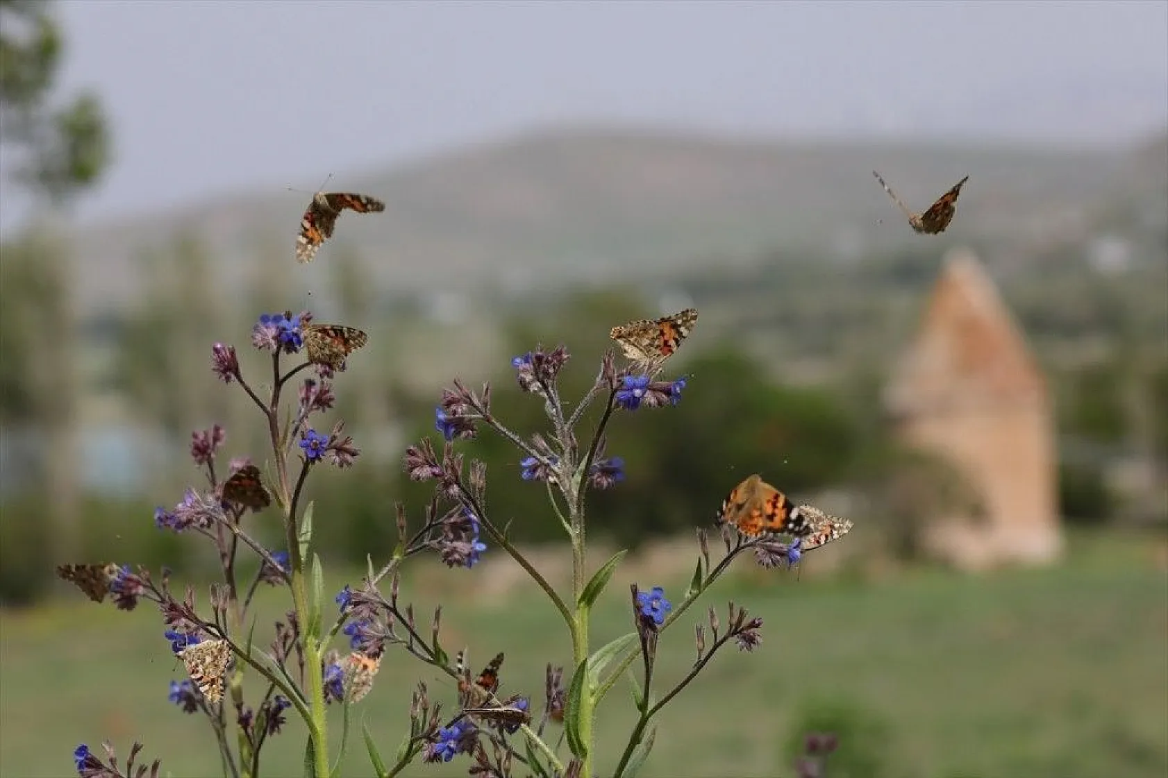 'Boyalı güzeller'in Türkiye'deki göç rotaları belirlendi