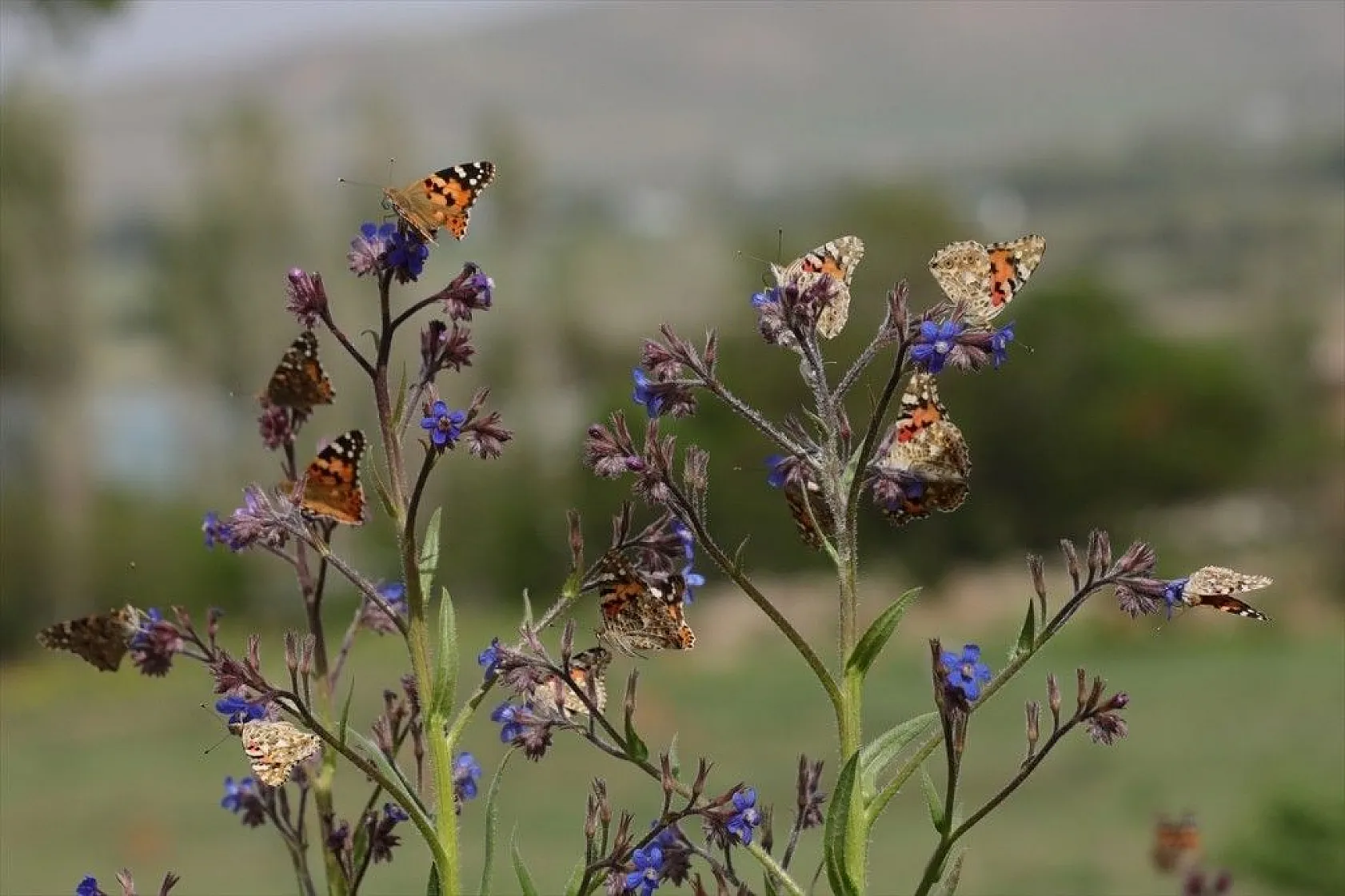 'Boyalı güzeller'in Türkiye'deki göç rotaları belirlendi