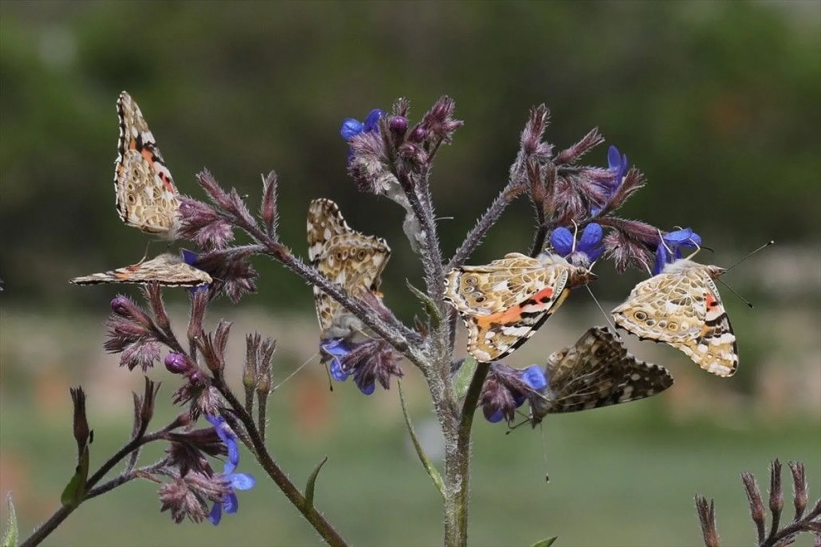 'Boyalı güzeller'in Türkiye'deki göç rotaları belirlendi