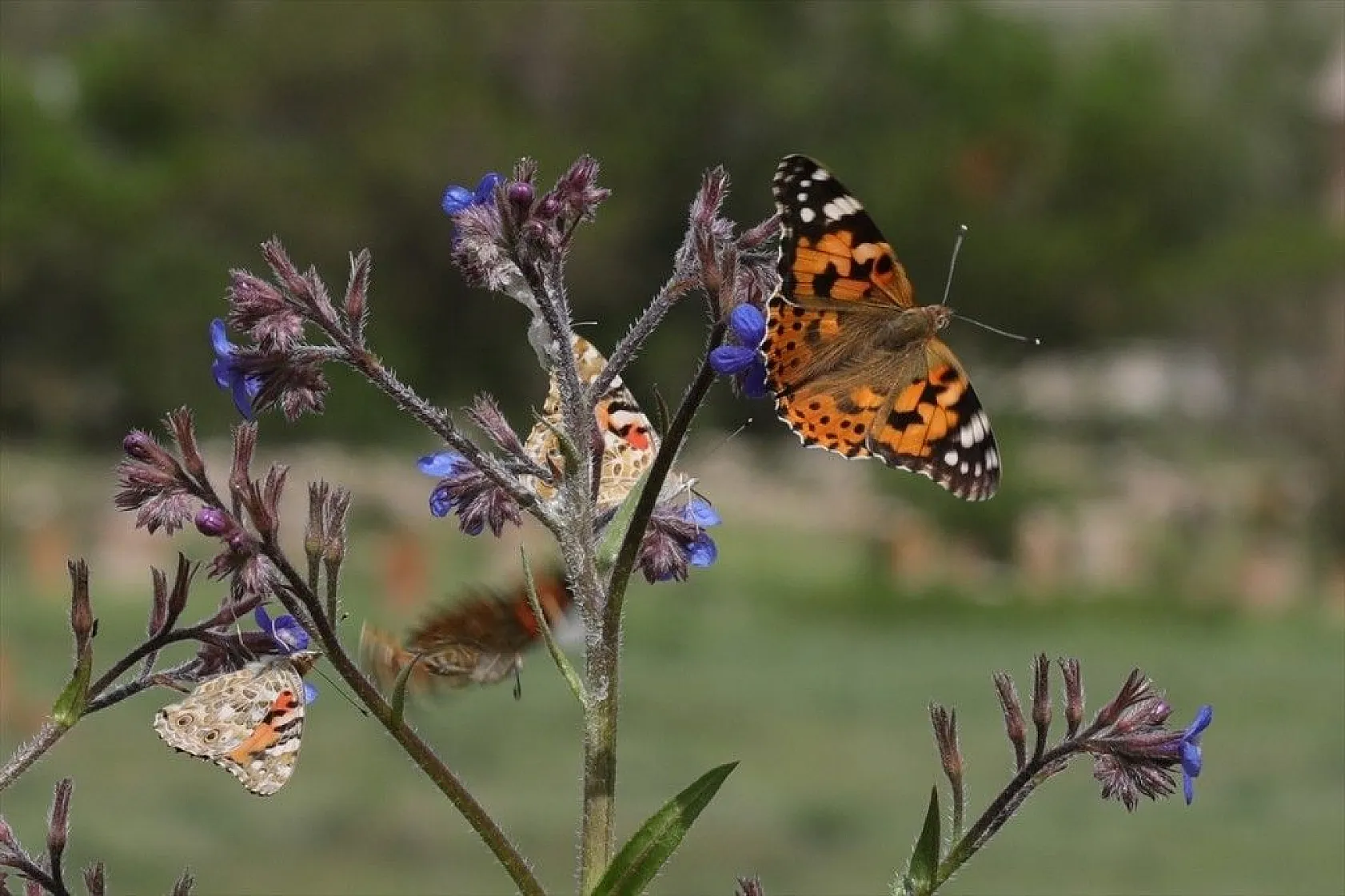 'Boyalı güzeller'in Türkiye'deki göç rotaları belirlendi