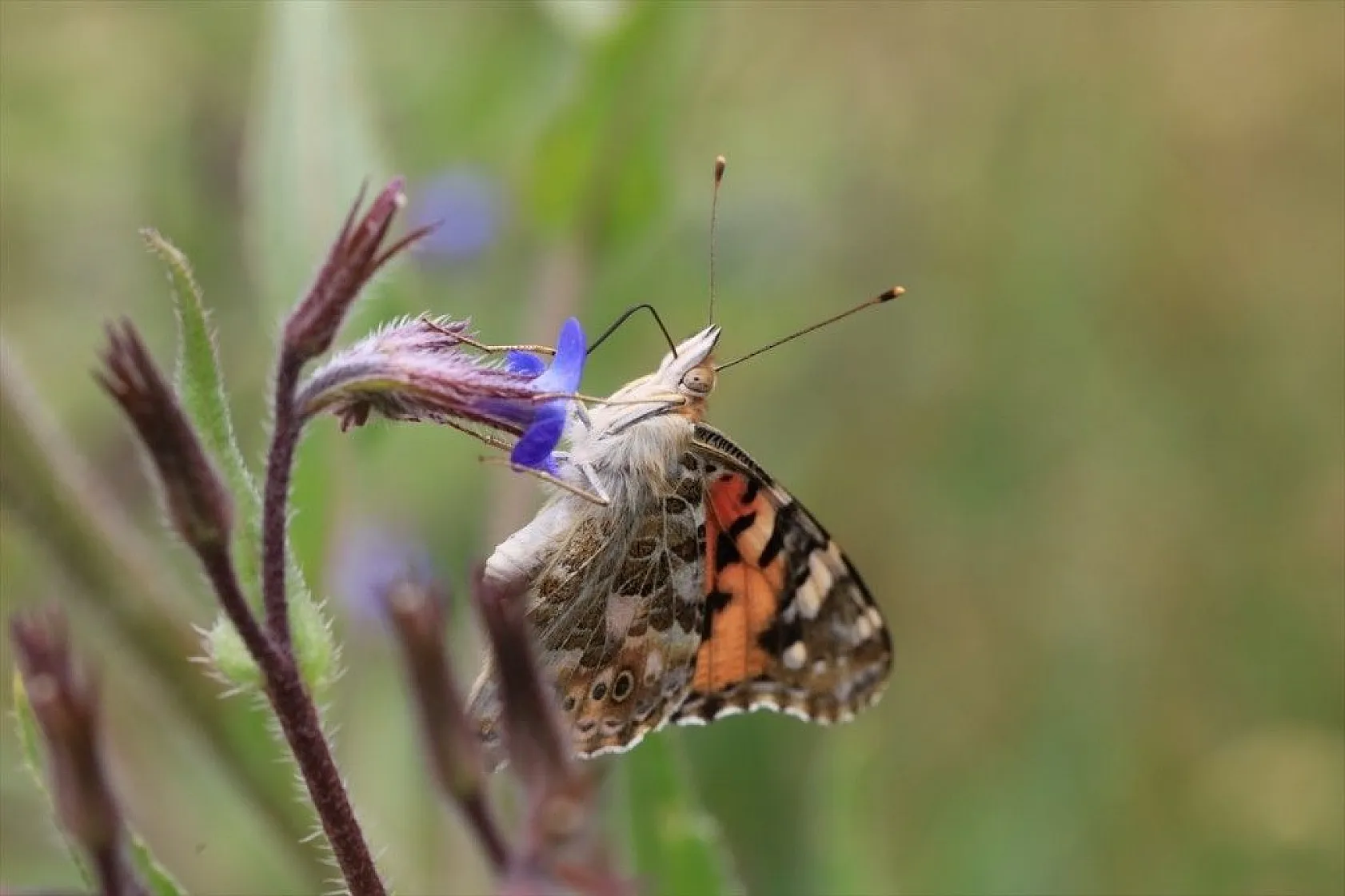 'Boyalı güzeller'in Türkiye'deki göç rotaları belirlendi