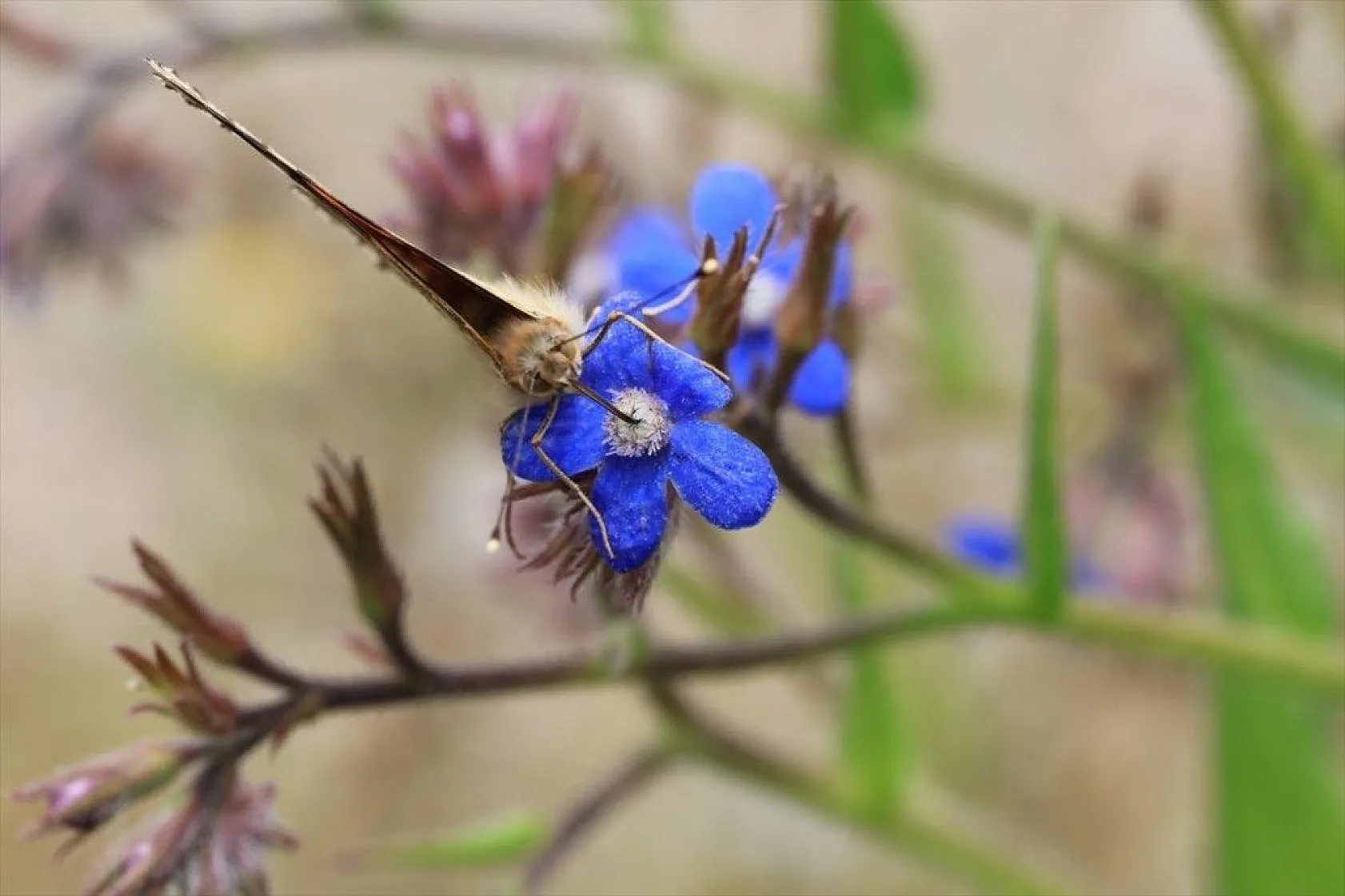 'Boyalı güzeller'in Türkiye'deki göç rotaları belirlendi