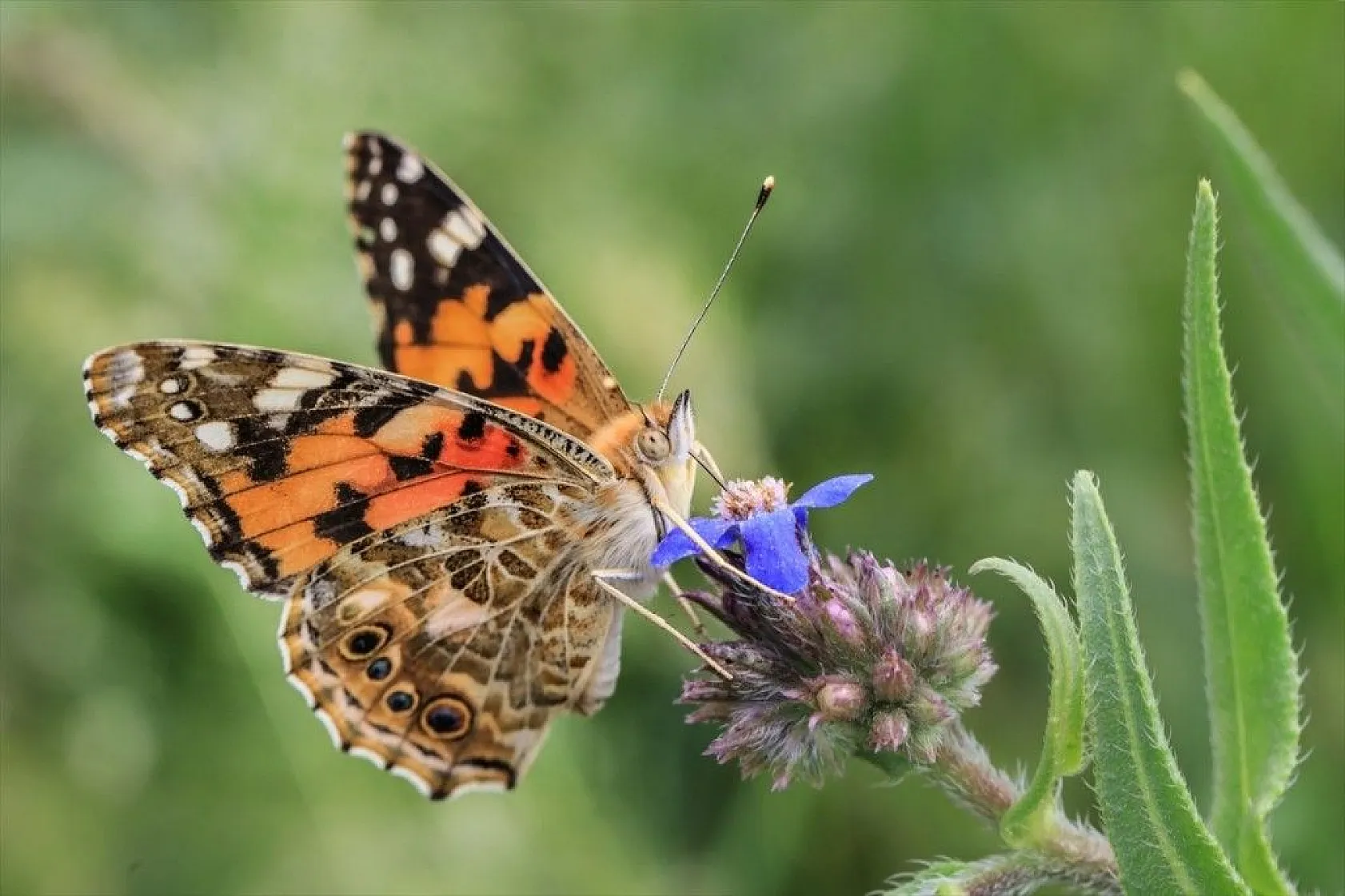 'Boyalı güzeller'in Türkiye'deki göç rotaları belirlendi