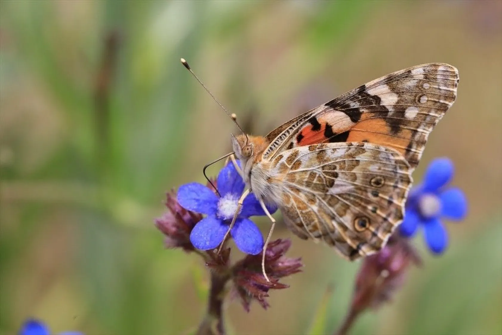 'Boyalı güzeller'in Türkiye'deki göç rotaları belirlendi