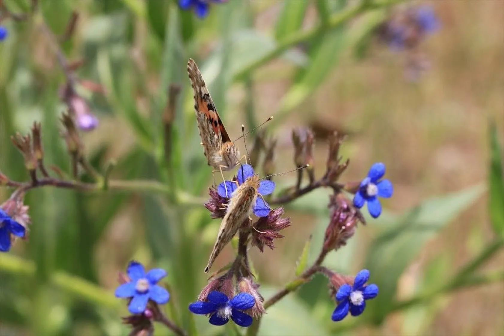 'Boyalı güzeller'in Türkiye'deki göç rotaları belirlendi