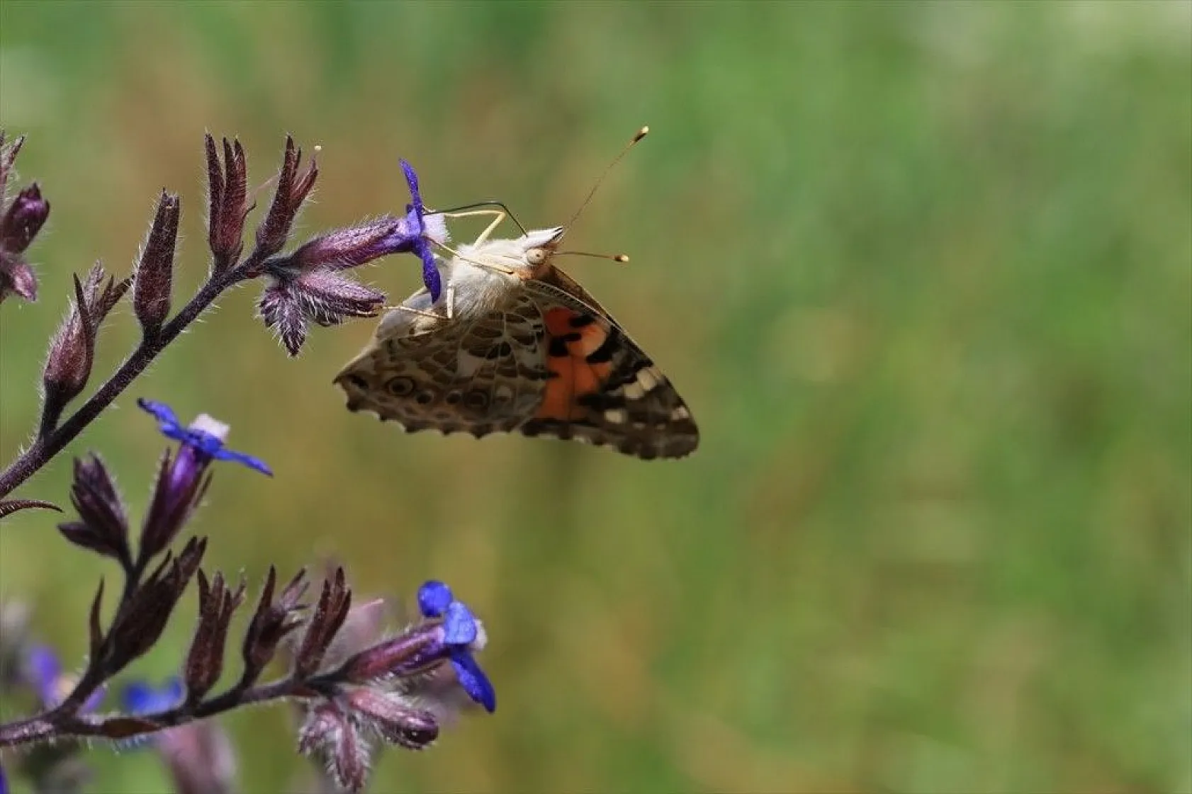 'Boyalı güzeller'in Türkiye'deki göç rotaları belirlendi