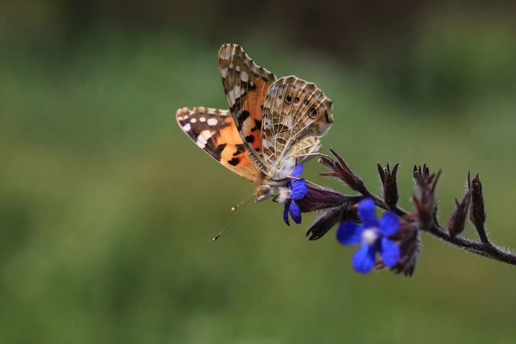 'Boyalı güzeller'in Türkiye'deki göç rotaları belirlendi