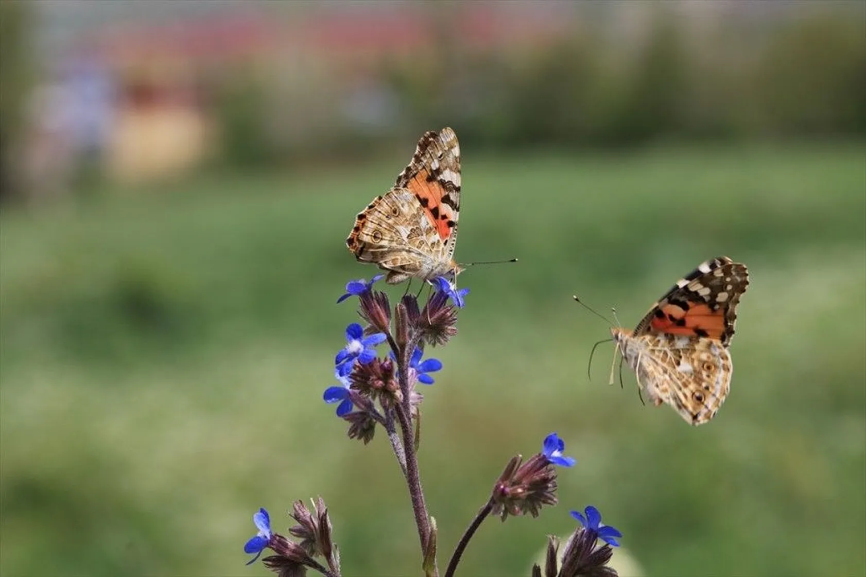 'Boyalı güzeller'in Türkiye'deki göç rotaları belirlendi