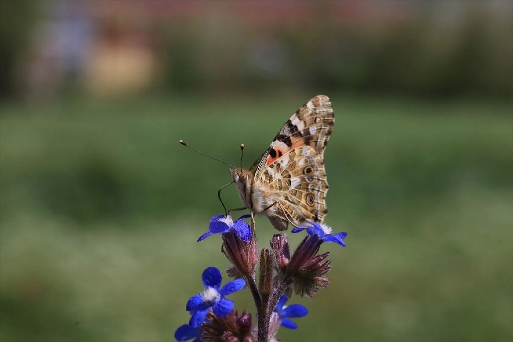 'Boyalı güzeller'in Türkiye'deki göç rotaları belirlendi