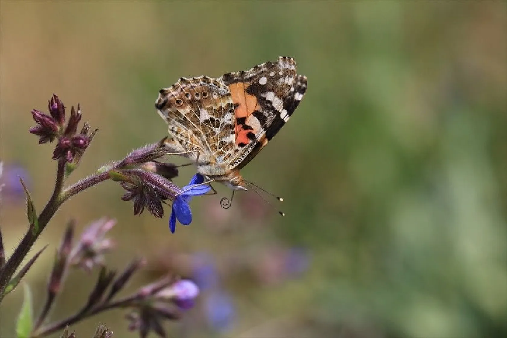 'Boyalı güzeller'in Türkiye'deki göç rotaları belirlendi
