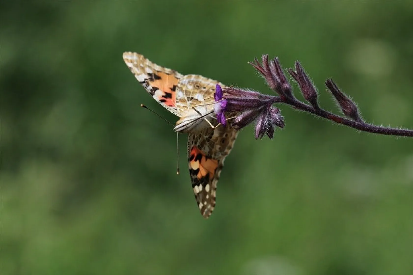 'Boyalı güzeller'in Türkiye'deki göç rotaları belirlendi