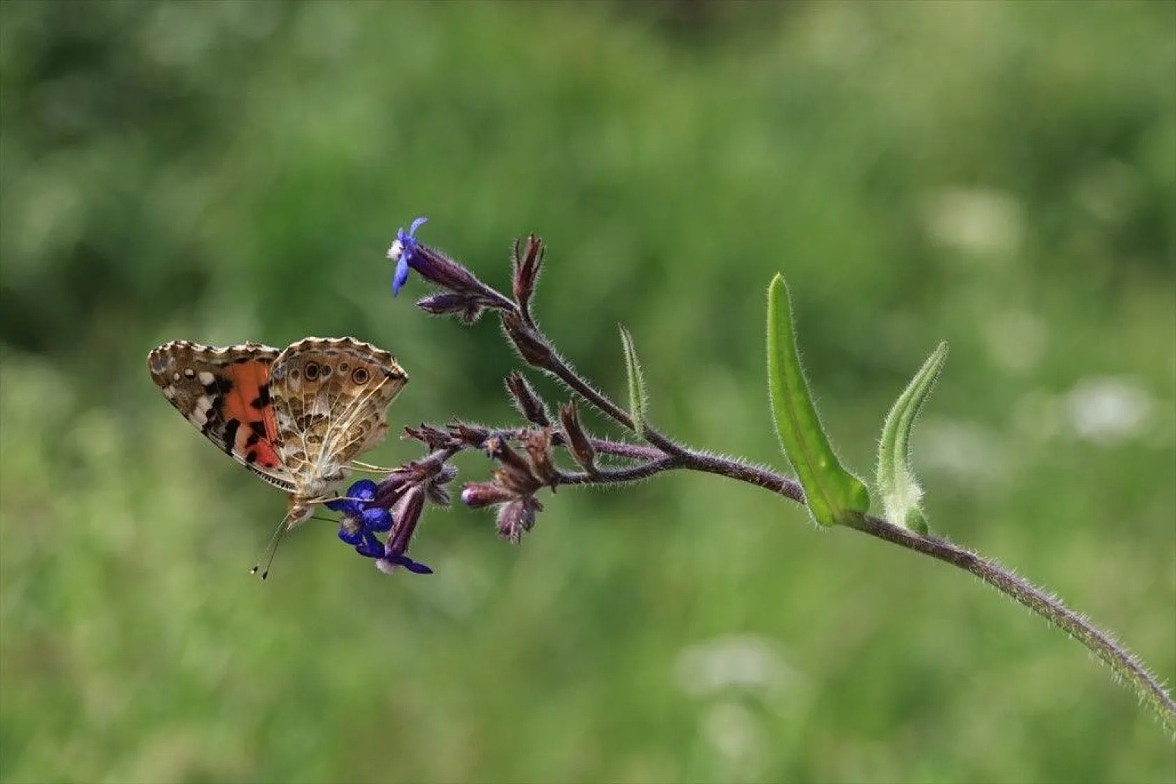 'Boyalı güzeller'in Türkiye'deki göç rotaları belirlendi