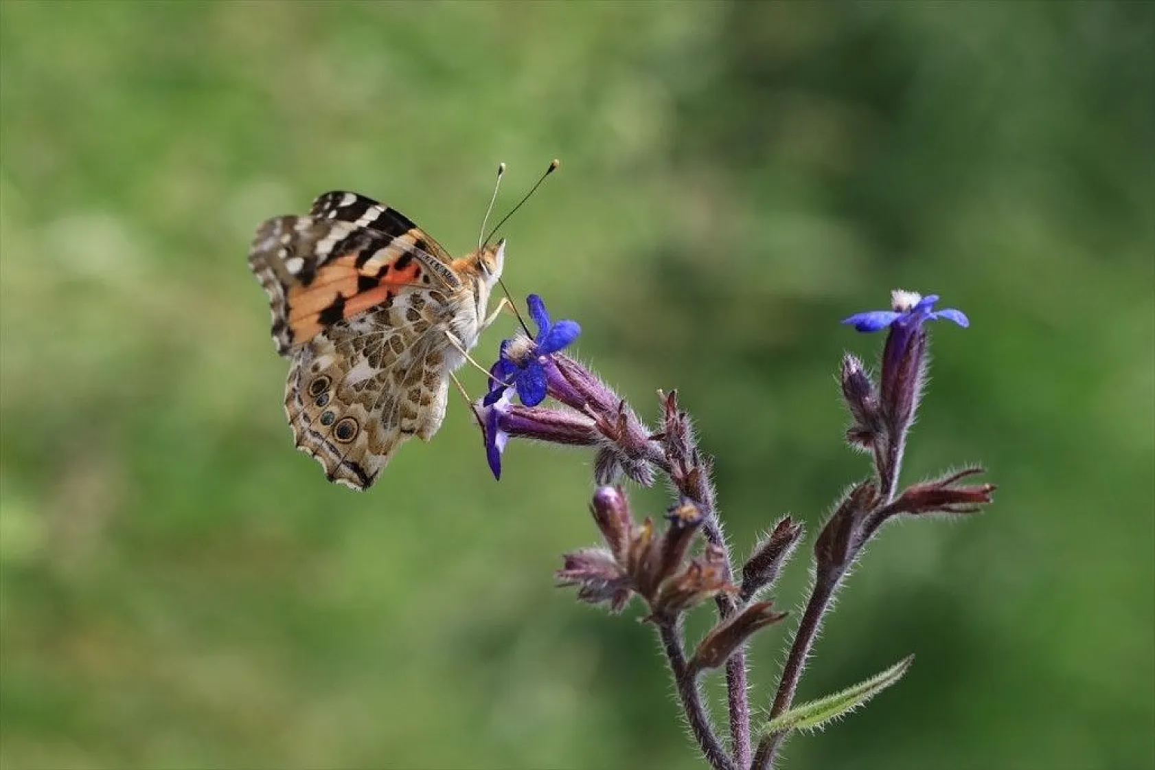 'Boyalı güzeller'in Türkiye'deki göç rotaları belirlendi