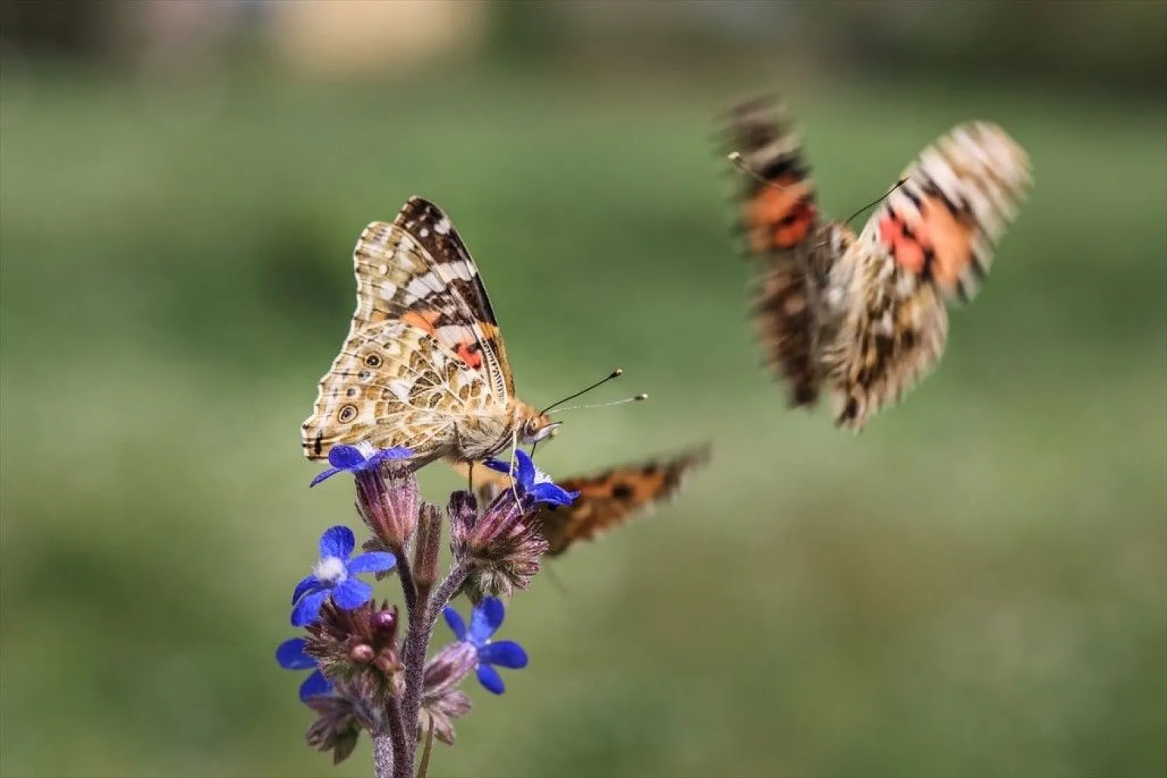 'Boyalı güzeller'in Türkiye'deki göç rotaları belirlendi
