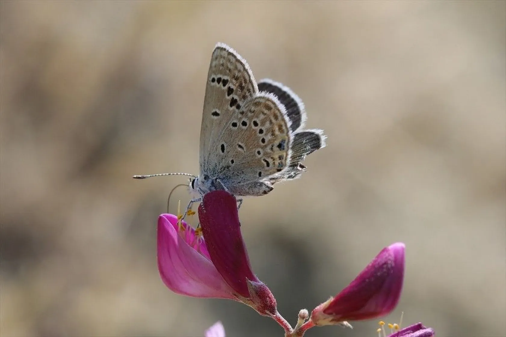 'Rose'nin Çokgözlüsü' için kilometrelerce yol katettiler