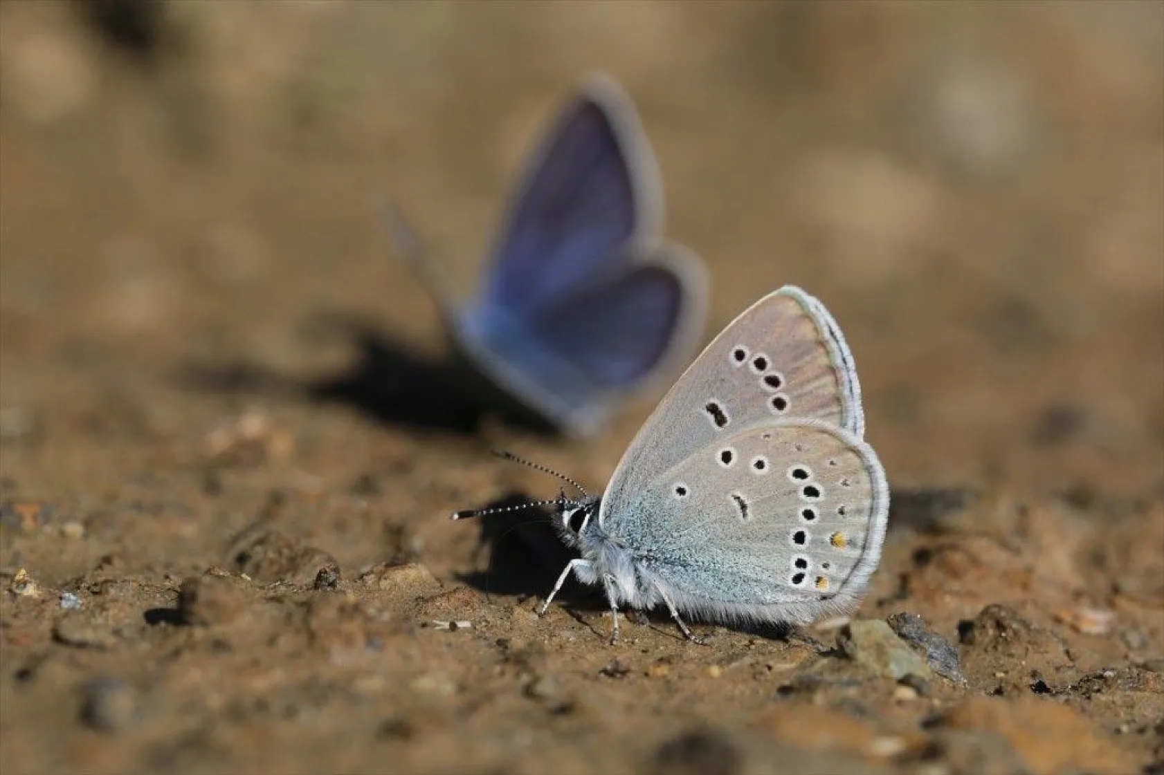 'Rose'nin Çokgözlüsü' için kilometrelerce yol katettiler