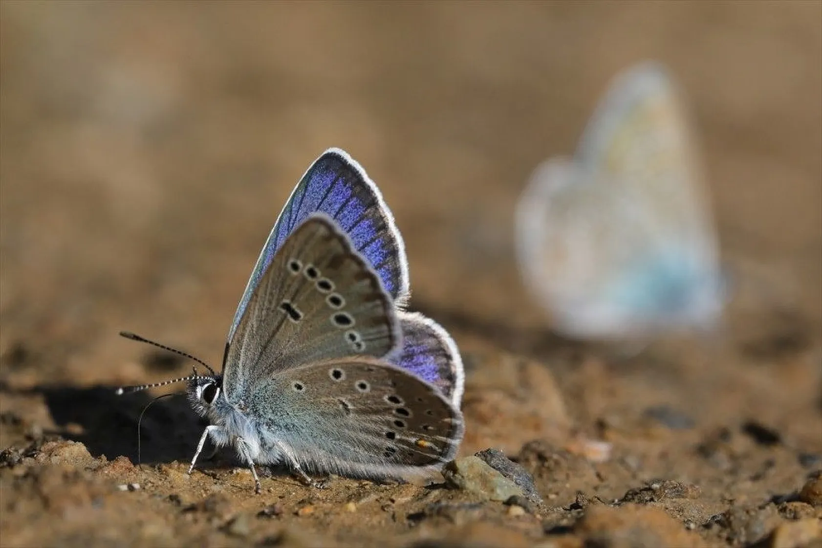 'Rose'nin Çokgözlüsü' için kilometrelerce yol katettiler
