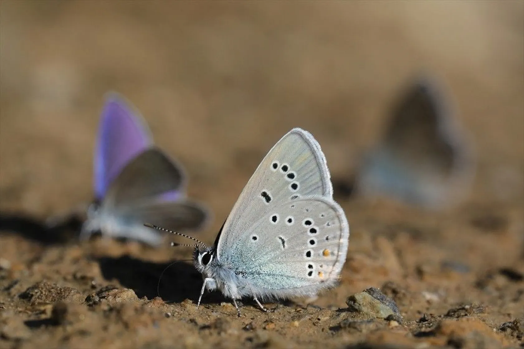 'Rose'nin Çokgözlüsü' için kilometrelerce yol katettiler