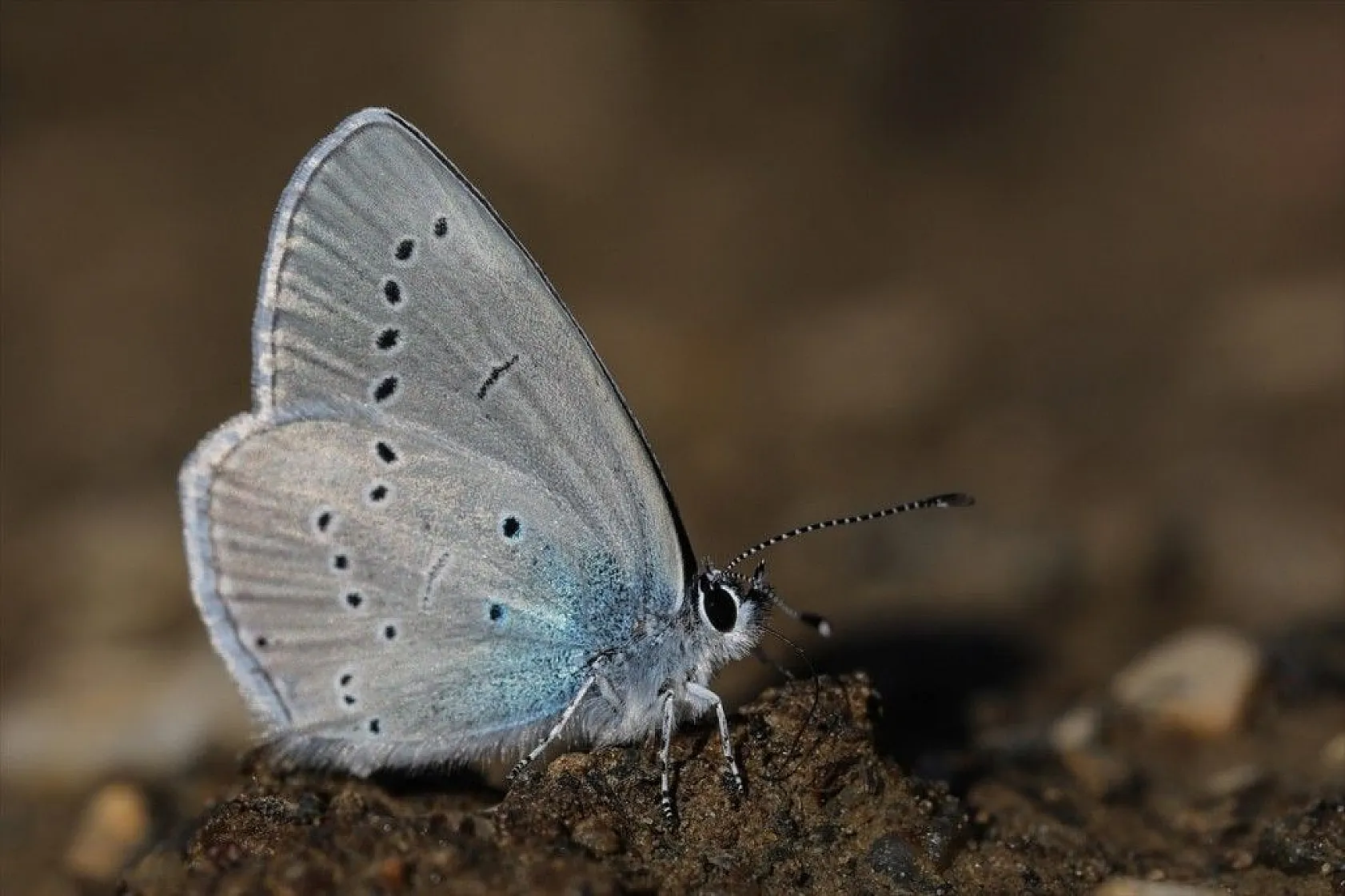 'Rose'nin Çokgözlüsü' için kilometrelerce yol katettiler