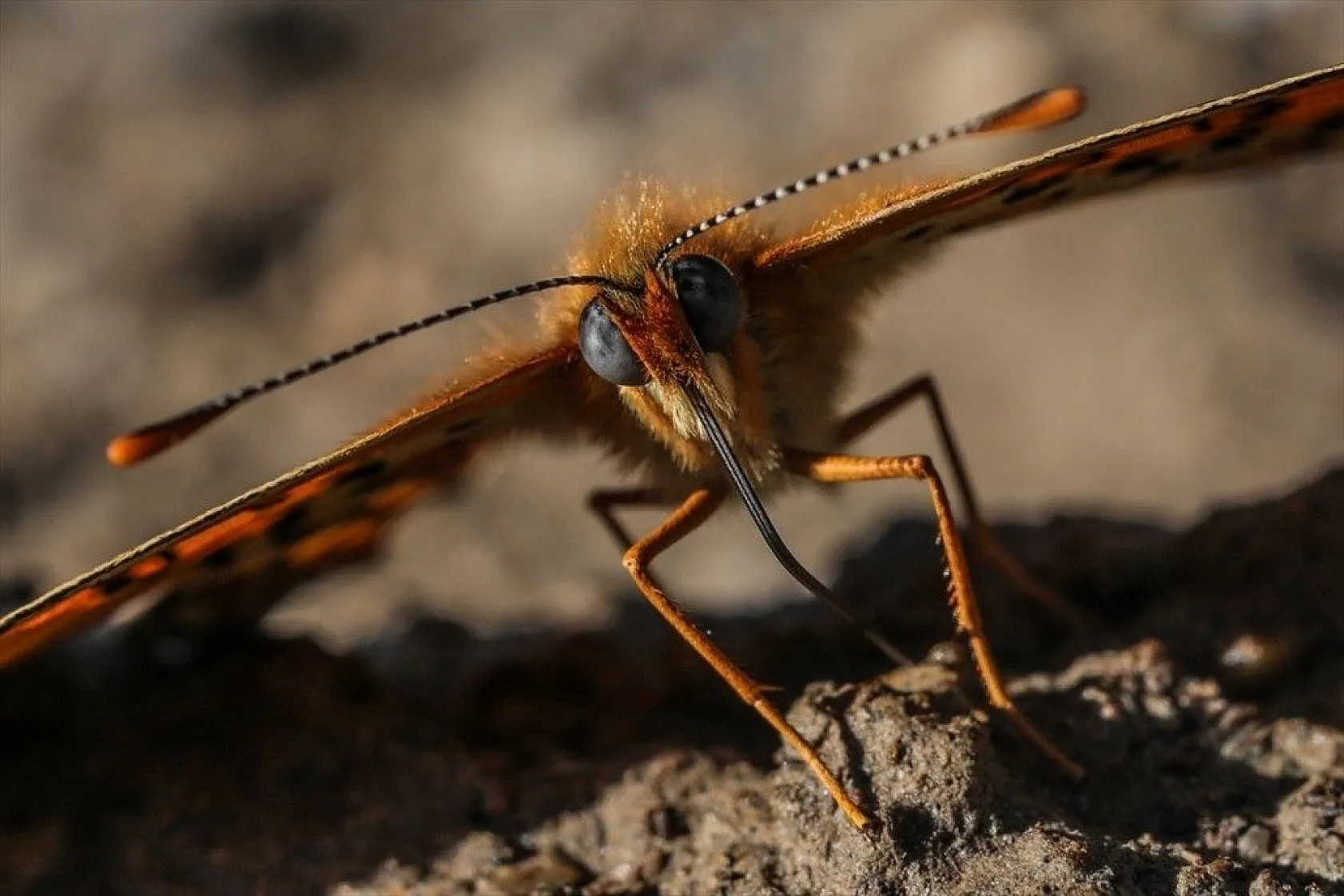 'Rose'nin Çokgözlüsü' için kilometrelerce yol katettiler