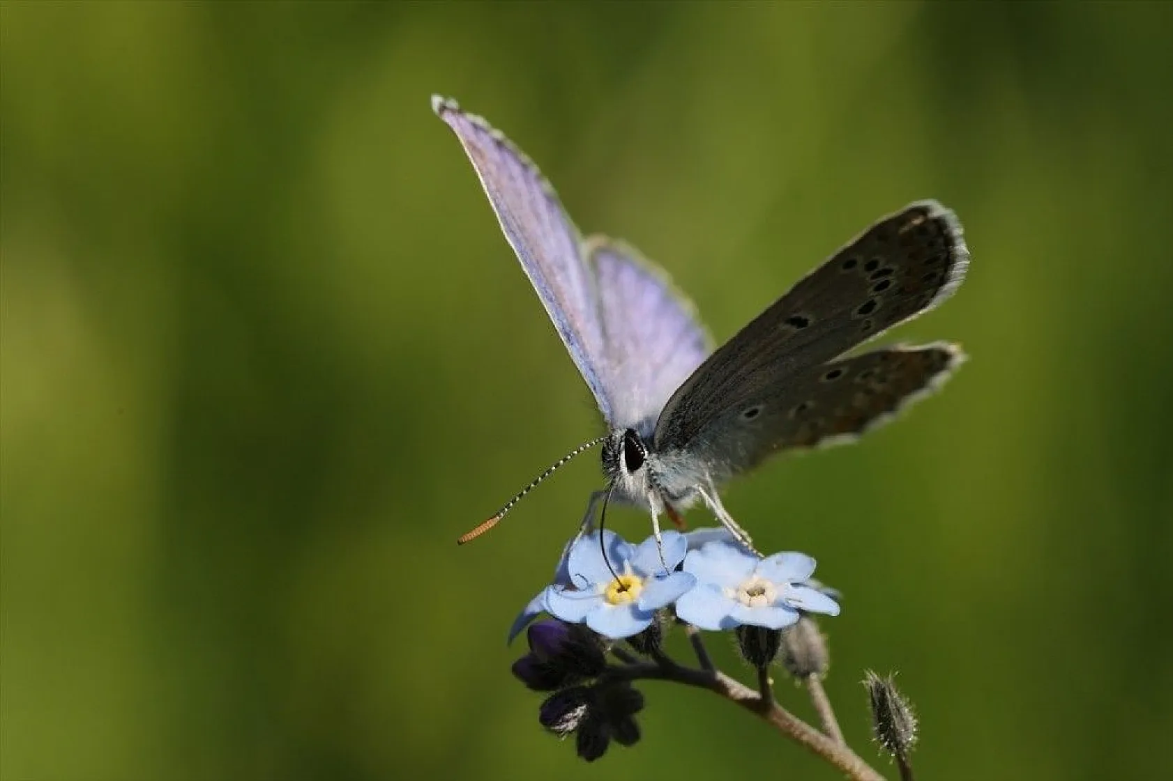 'Rose'nin Çokgözlüsü' için kilometrelerce yol katettiler