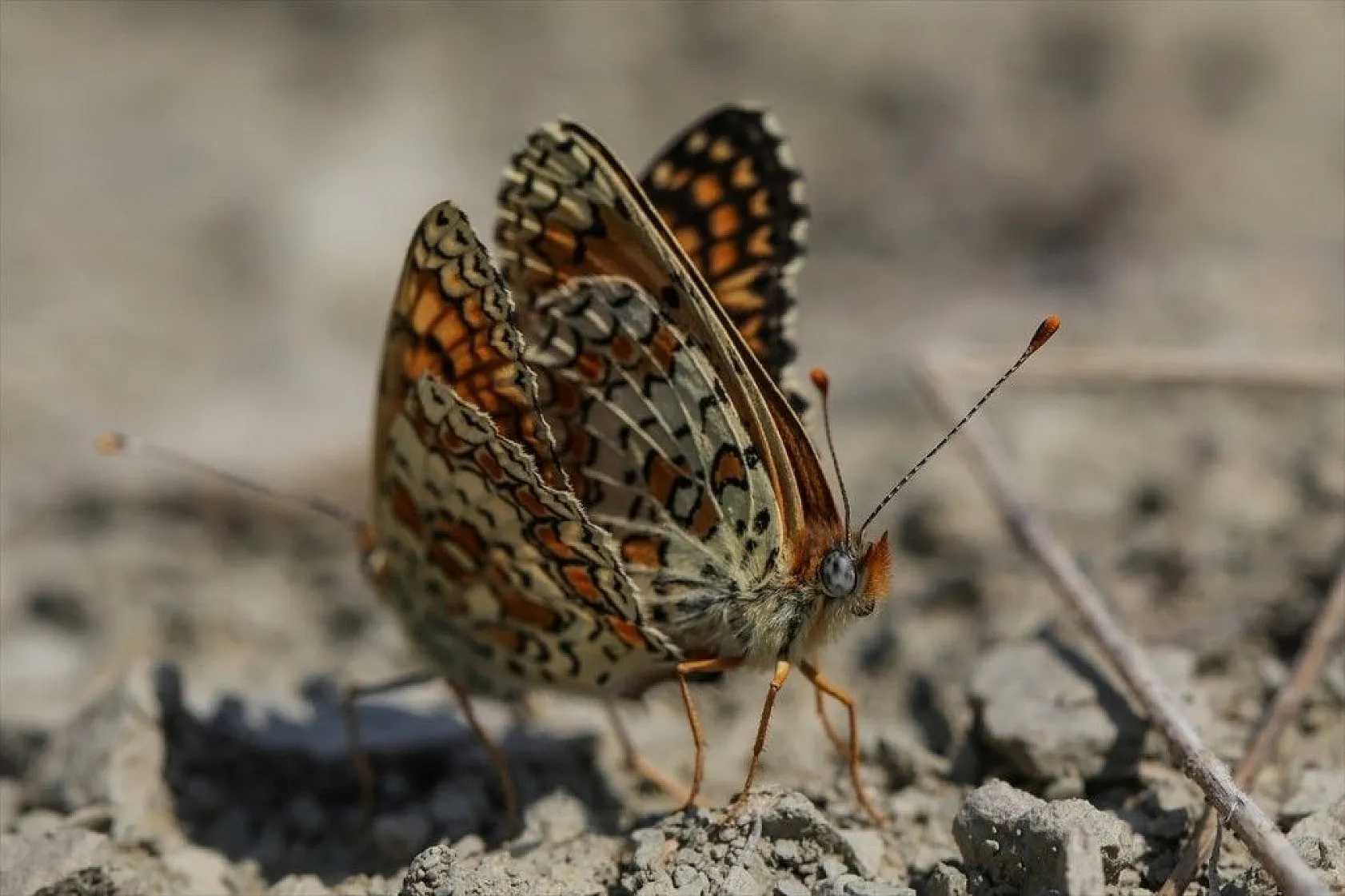 'Rose'nin Çokgözlüsü' için kilometrelerce yol katettiler