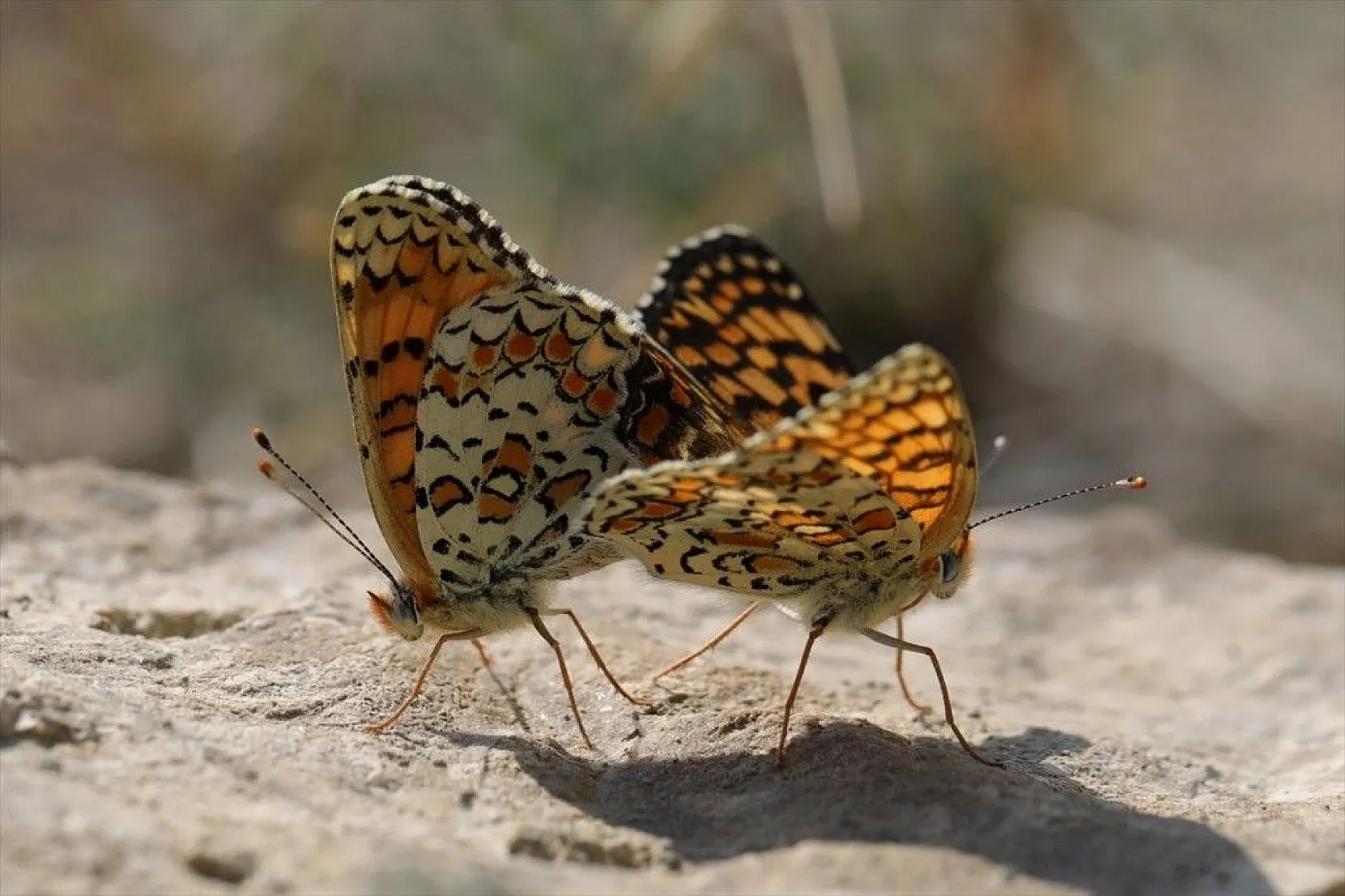 'Rose'nin Çokgözlüsü' için kilometrelerce yol katettiler
