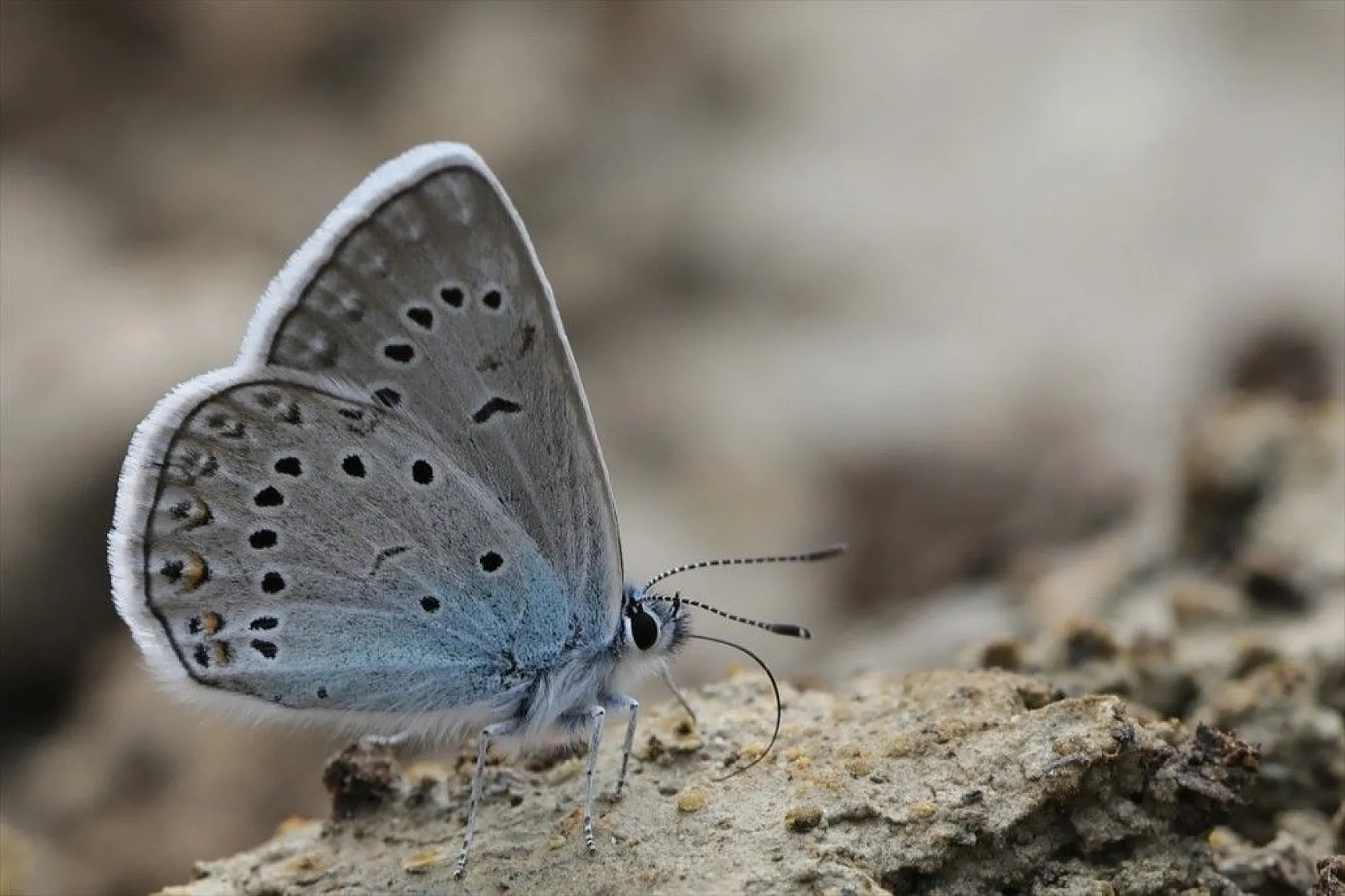 'Rose'nin Çokgözlüsü' için kilometrelerce yol katettiler
