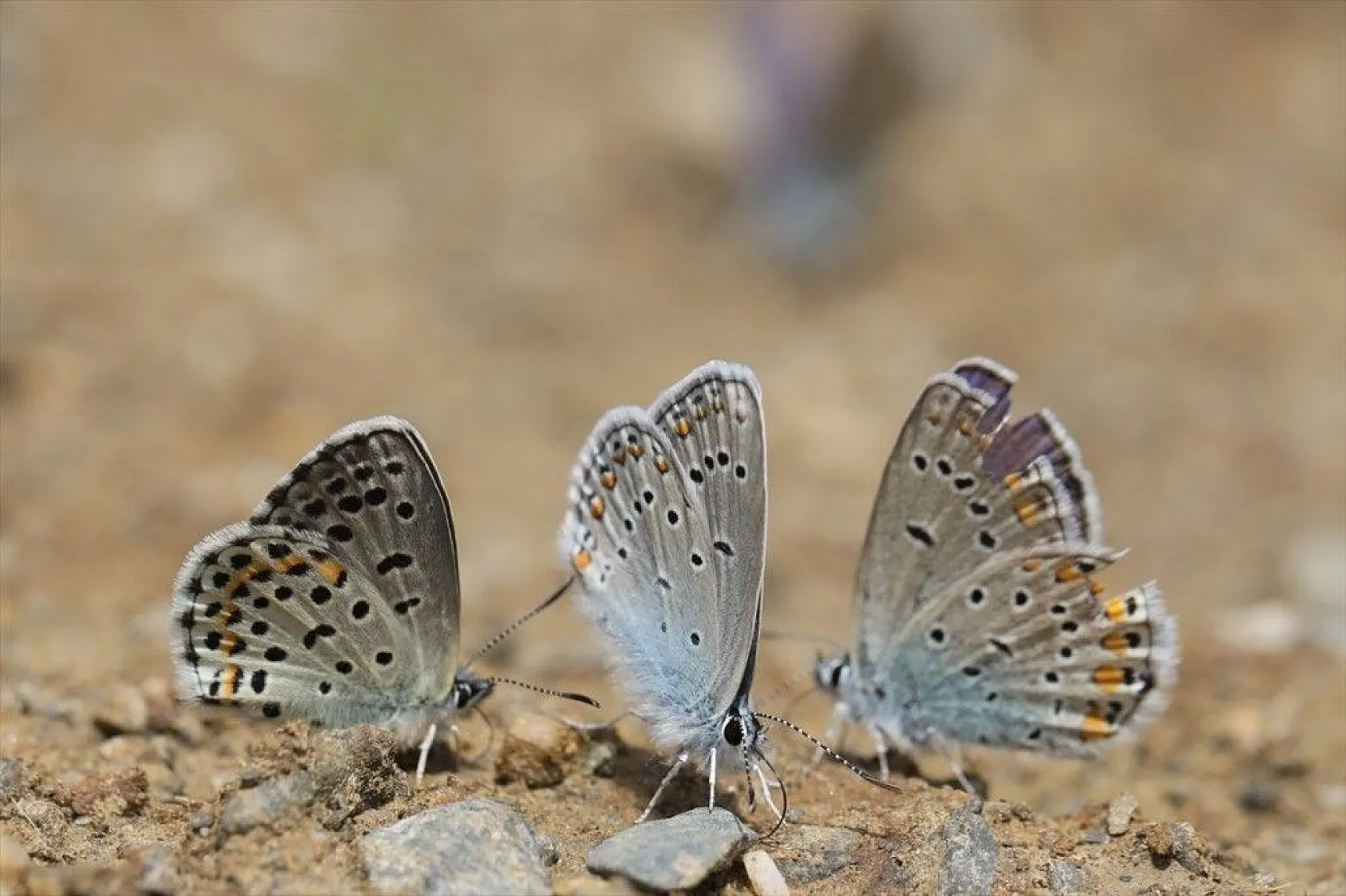 'Rose'nin Çokgözlüsü' için kilometrelerce yol katettiler