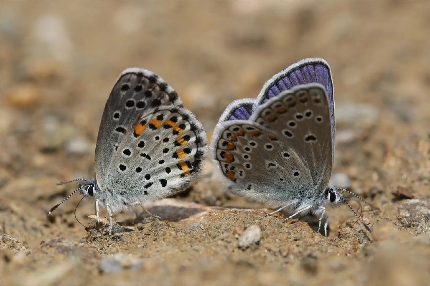 'Rose'nin Çokgözlüsü' için kilometrelerce yol katettiler