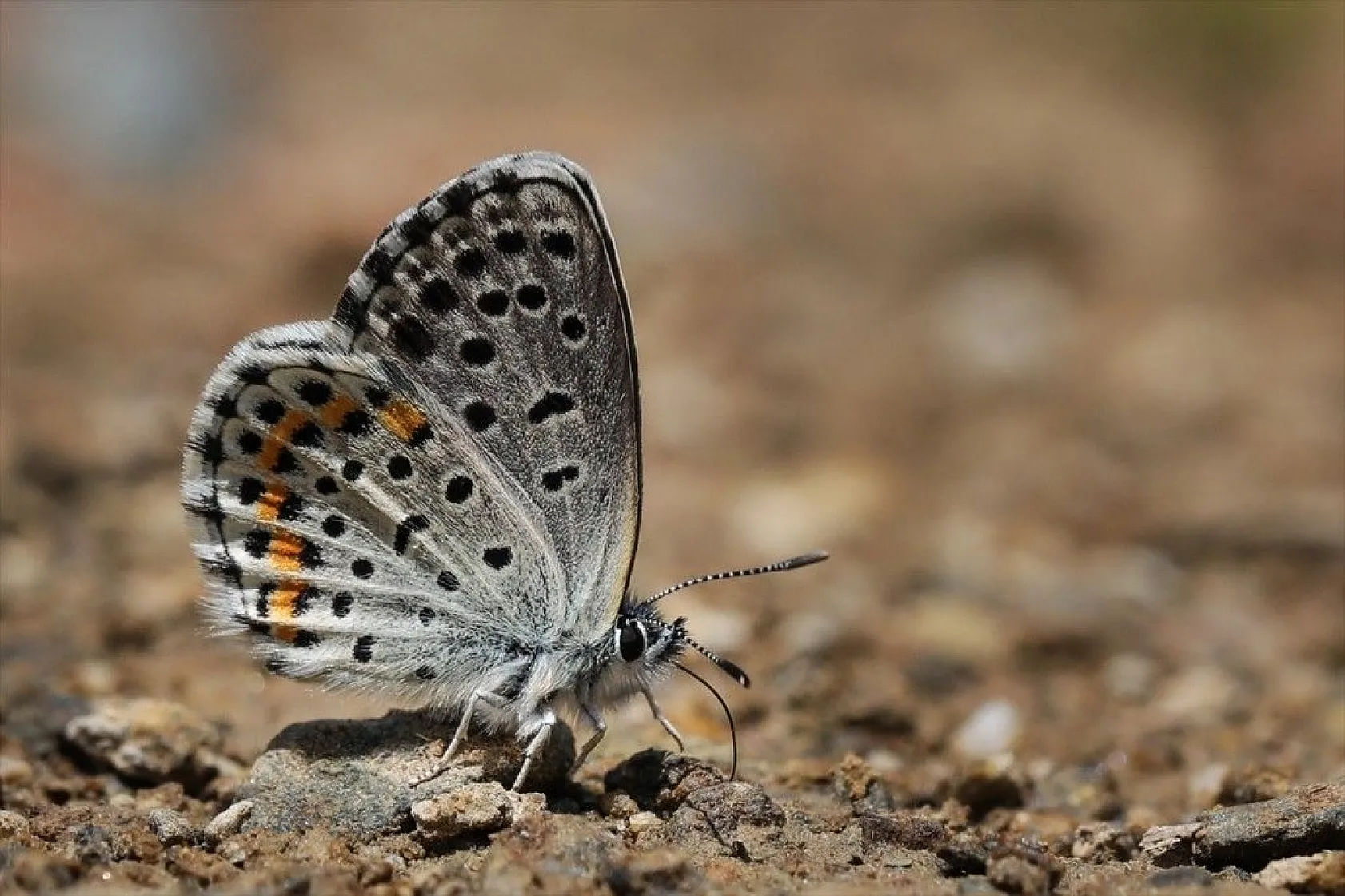 'Rose'nin Çokgözlüsü' için kilometrelerce yol katettiler