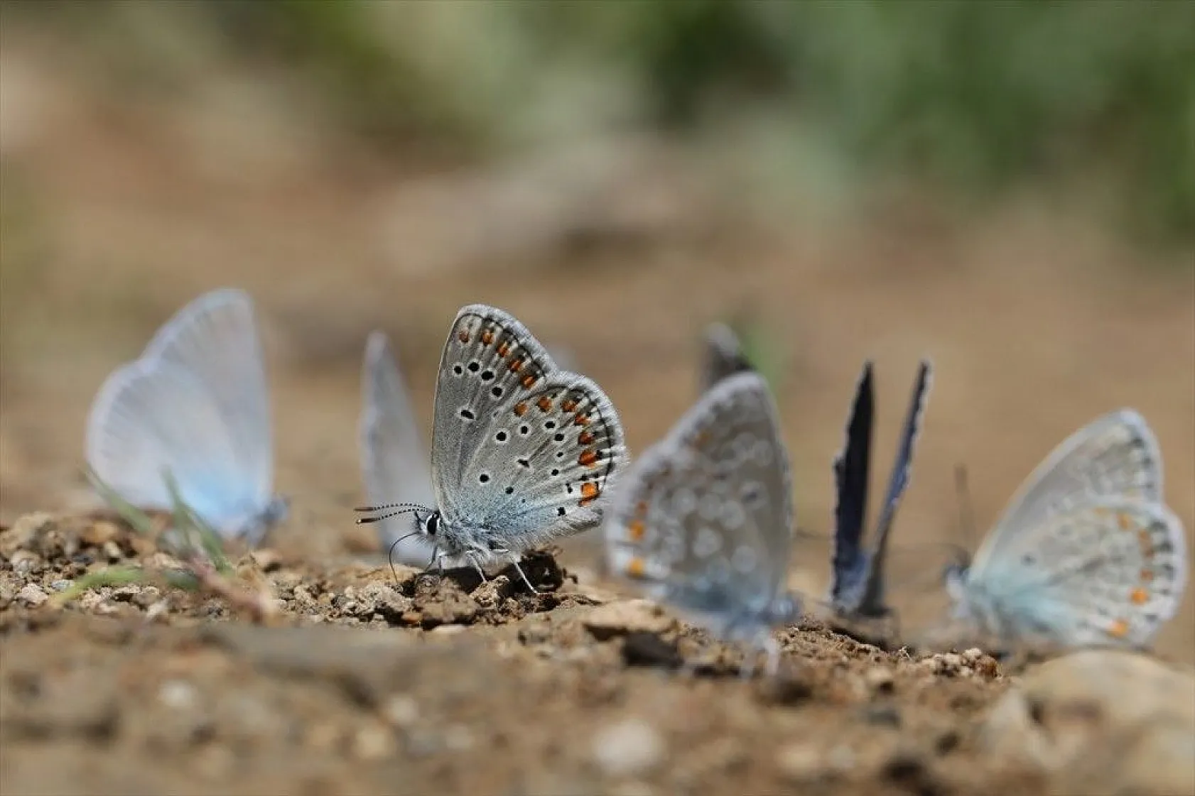 'Rose'nin Çokgözlüsü' için kilometrelerce yol katettiler