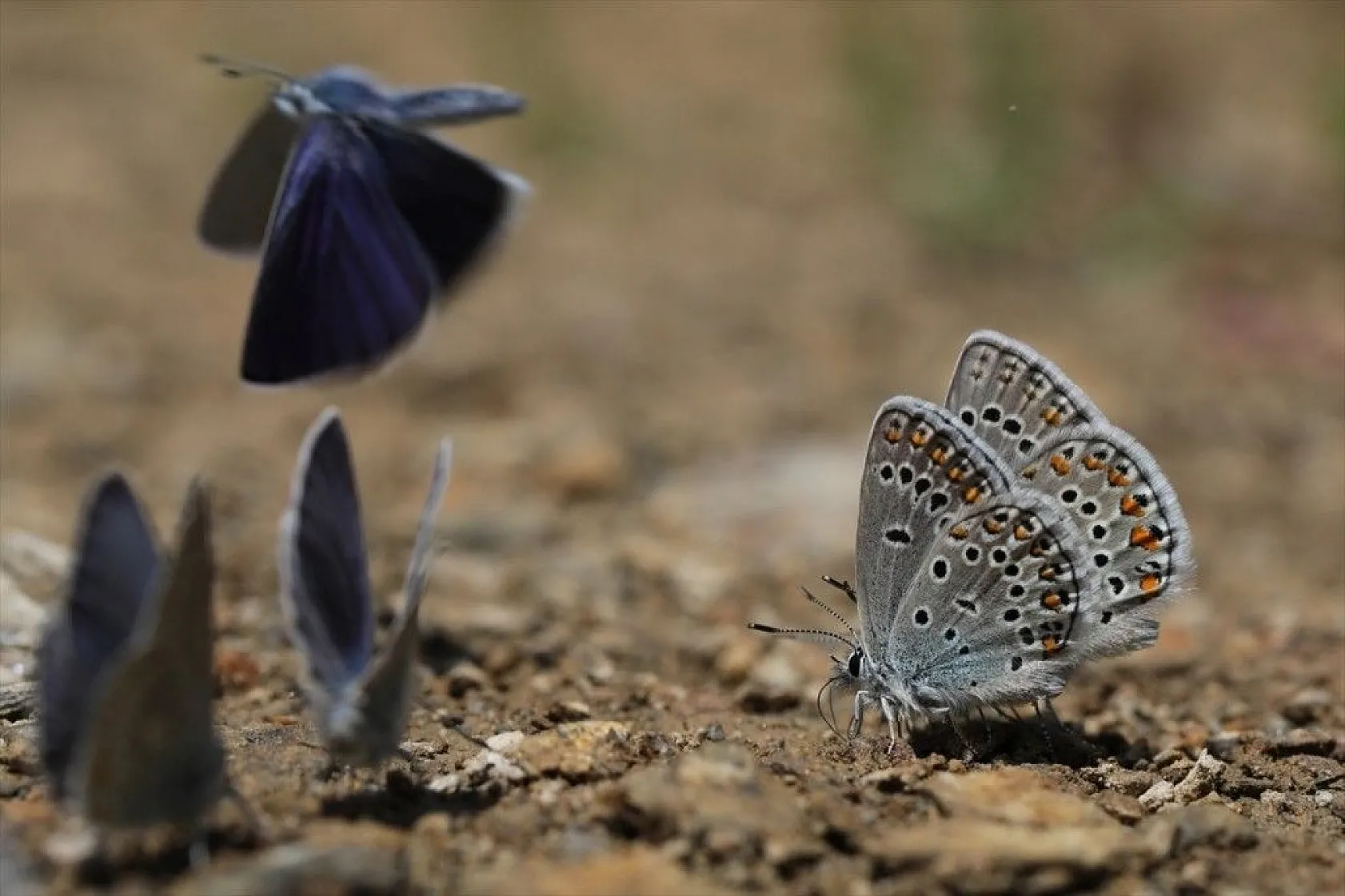 'Rose'nin Çokgözlüsü' için kilometrelerce yol katettiler