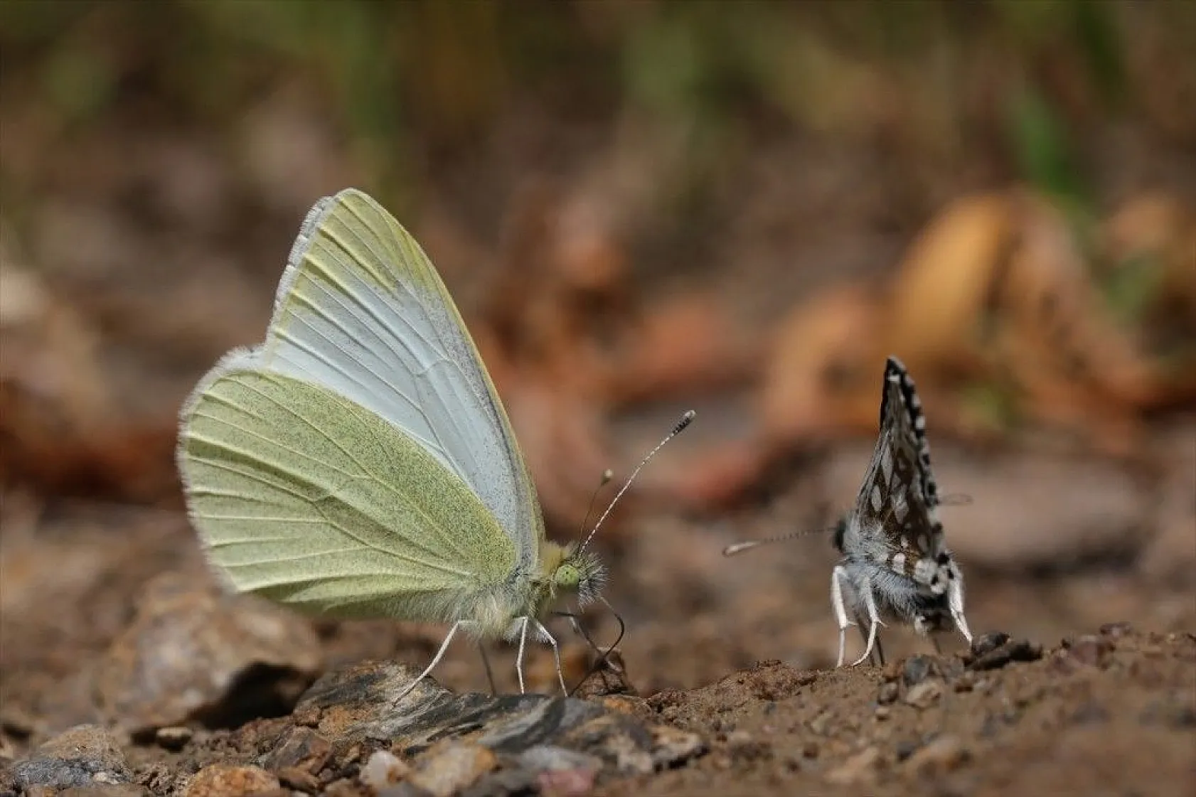 'Rose'nin Çokgözlüsü' için kilometrelerce yol katettiler