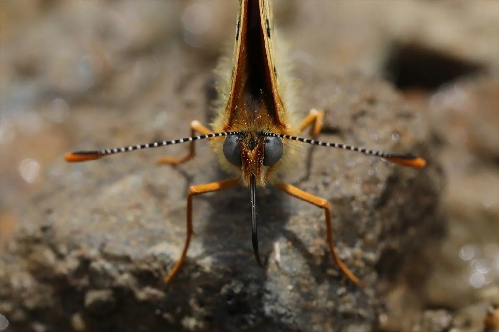 'Rose'nin Çokgözlüsü' için kilometrelerce yol katettiler