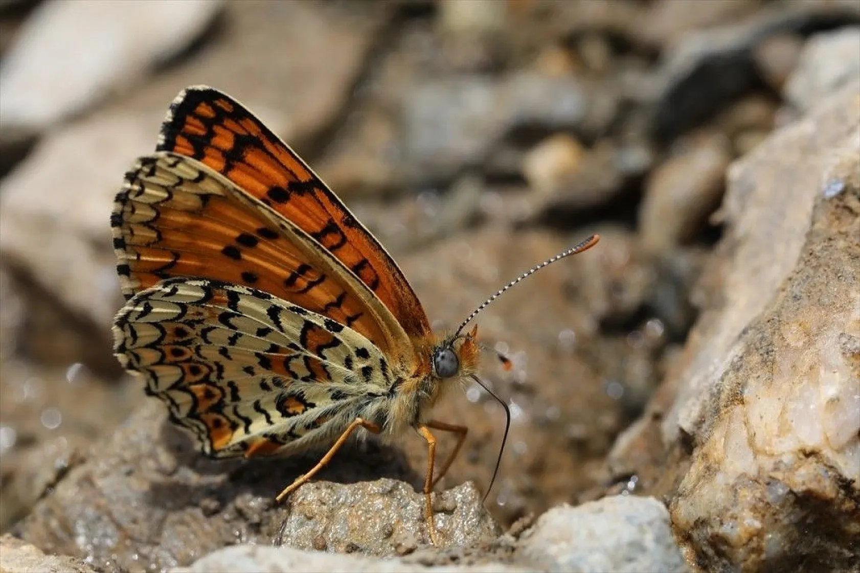 'Rose'nin Çokgözlüsü' için kilometrelerce yol katettiler
