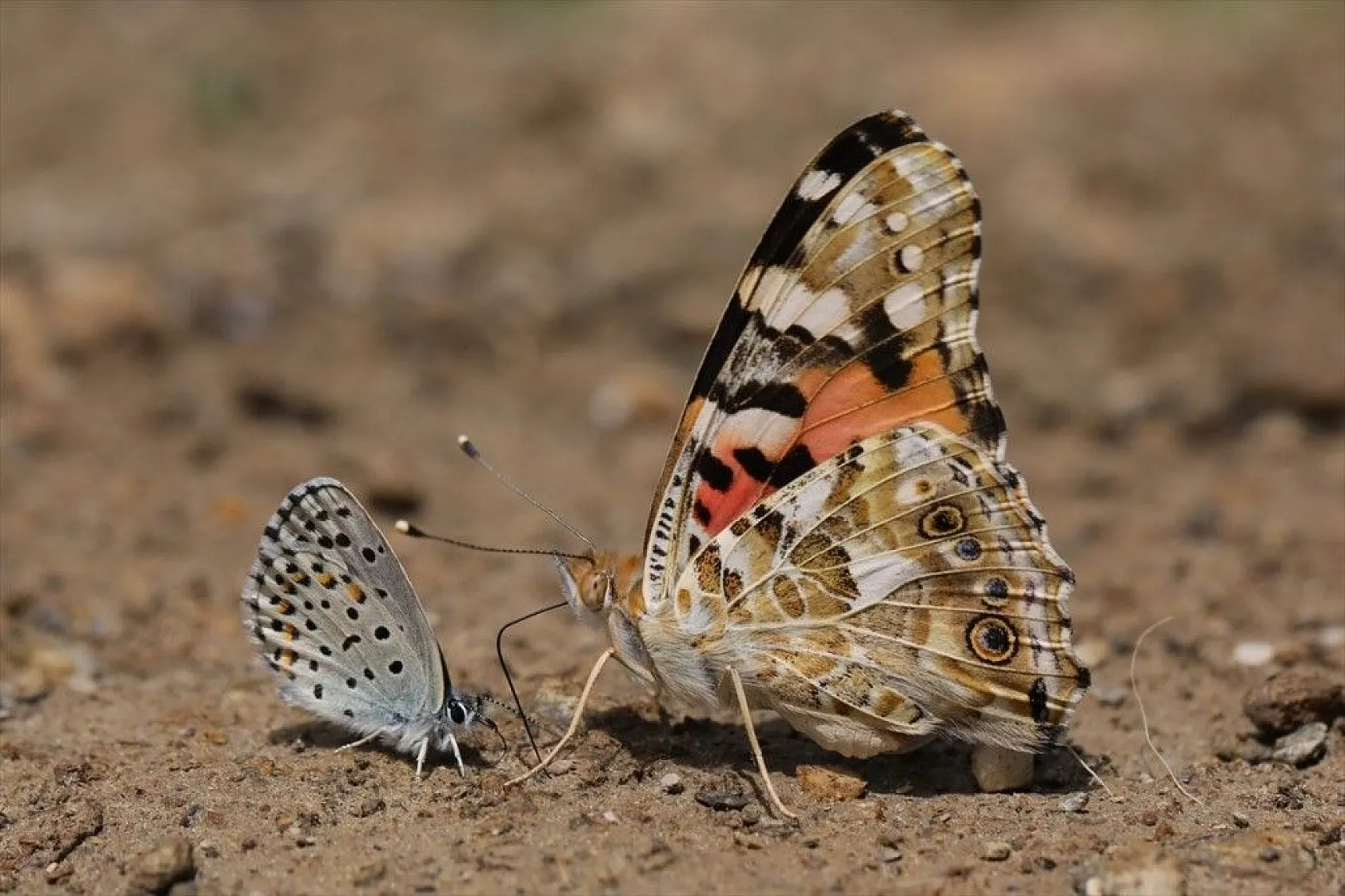 'Rose'nin Çokgözlüsü' için kilometrelerce yol katettiler